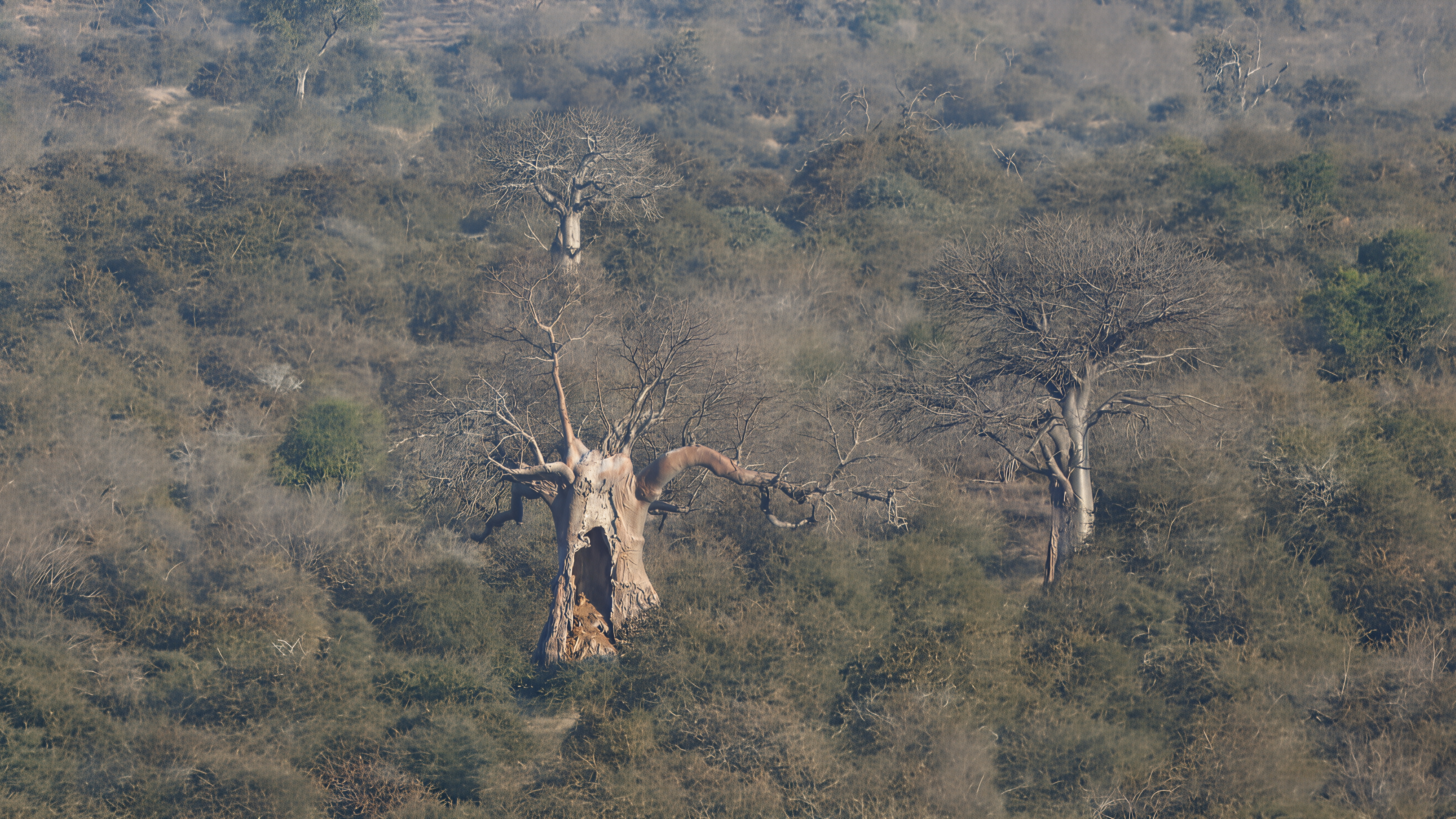 Baobab — Olifants Rest Camp, Kruger National Park, South Africa 2026