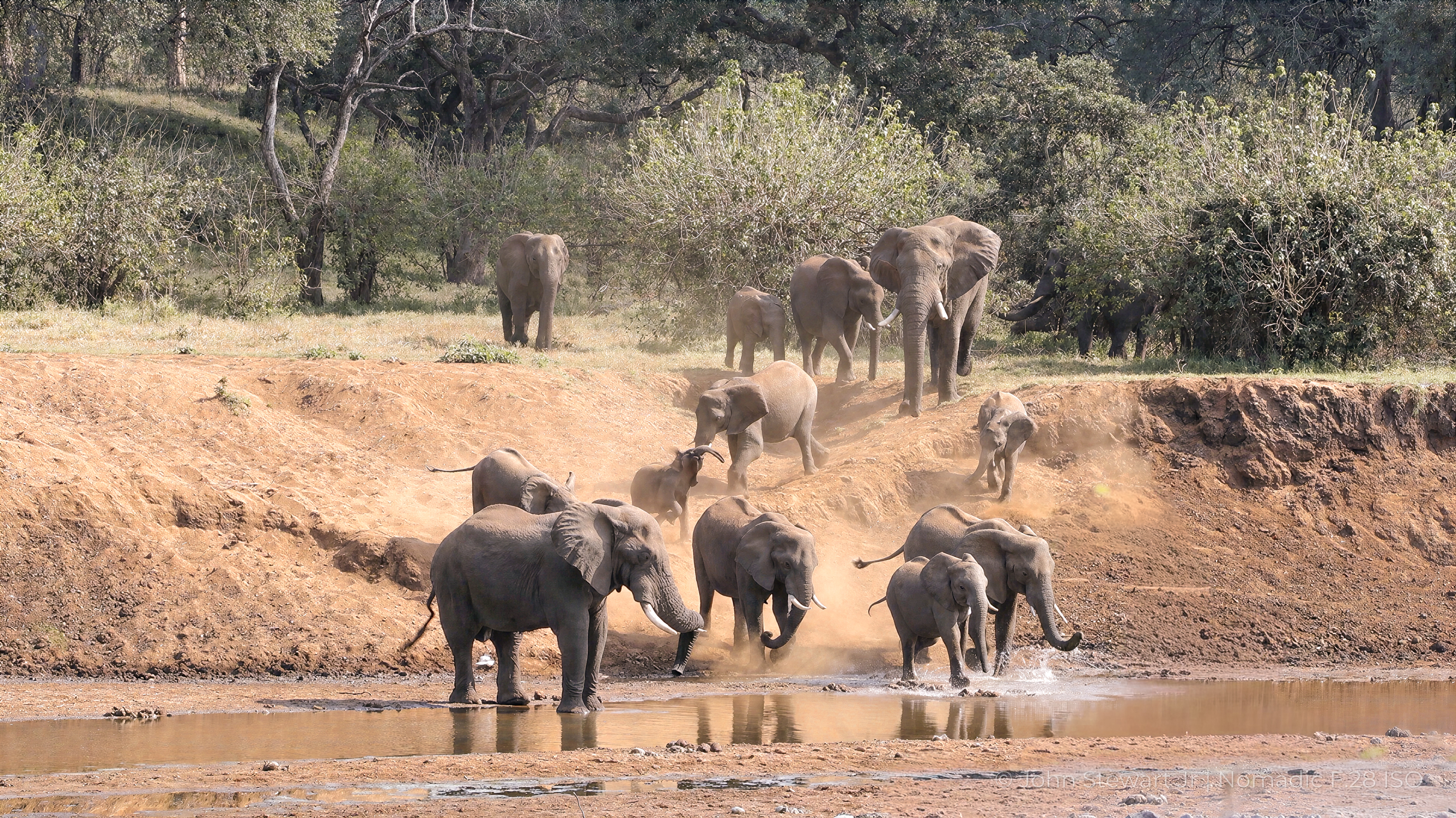 Elephant herd descending to the river — near Giyani, Kruger National Park, South Africa 2026
