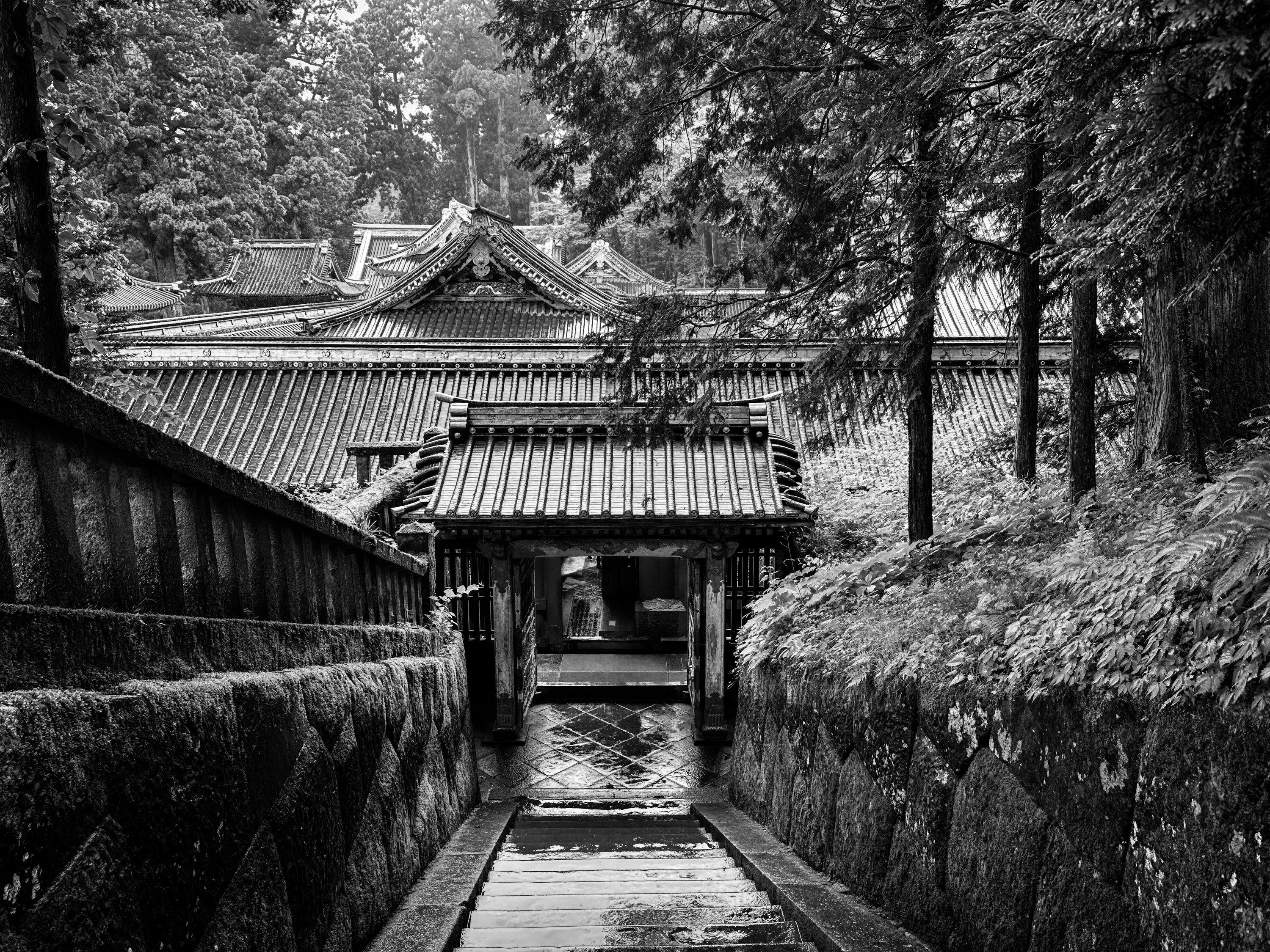 What the Cedars Keep — Nikkō, Japan 2024
