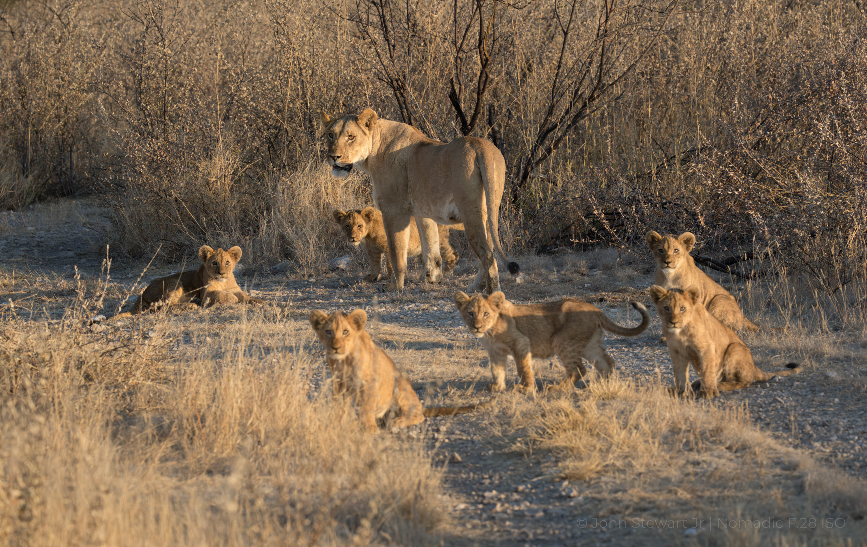 The Babysitter — Lioness and six cubs, Tau Pan, Central Kalahari Game Reserve, Botswana 2026