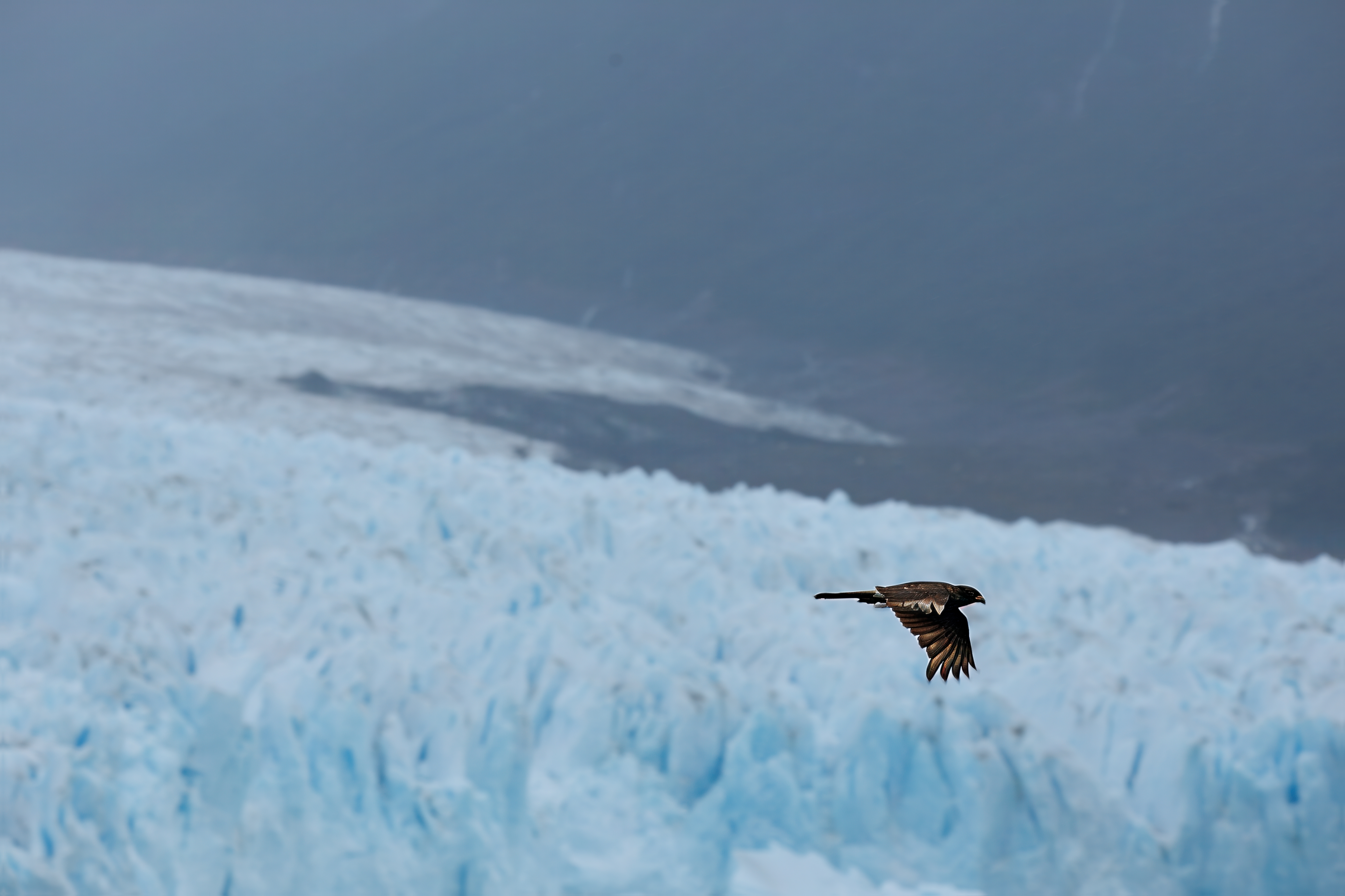 The Sovereign of the Ice — Perito Moreno, Patagonia 2026