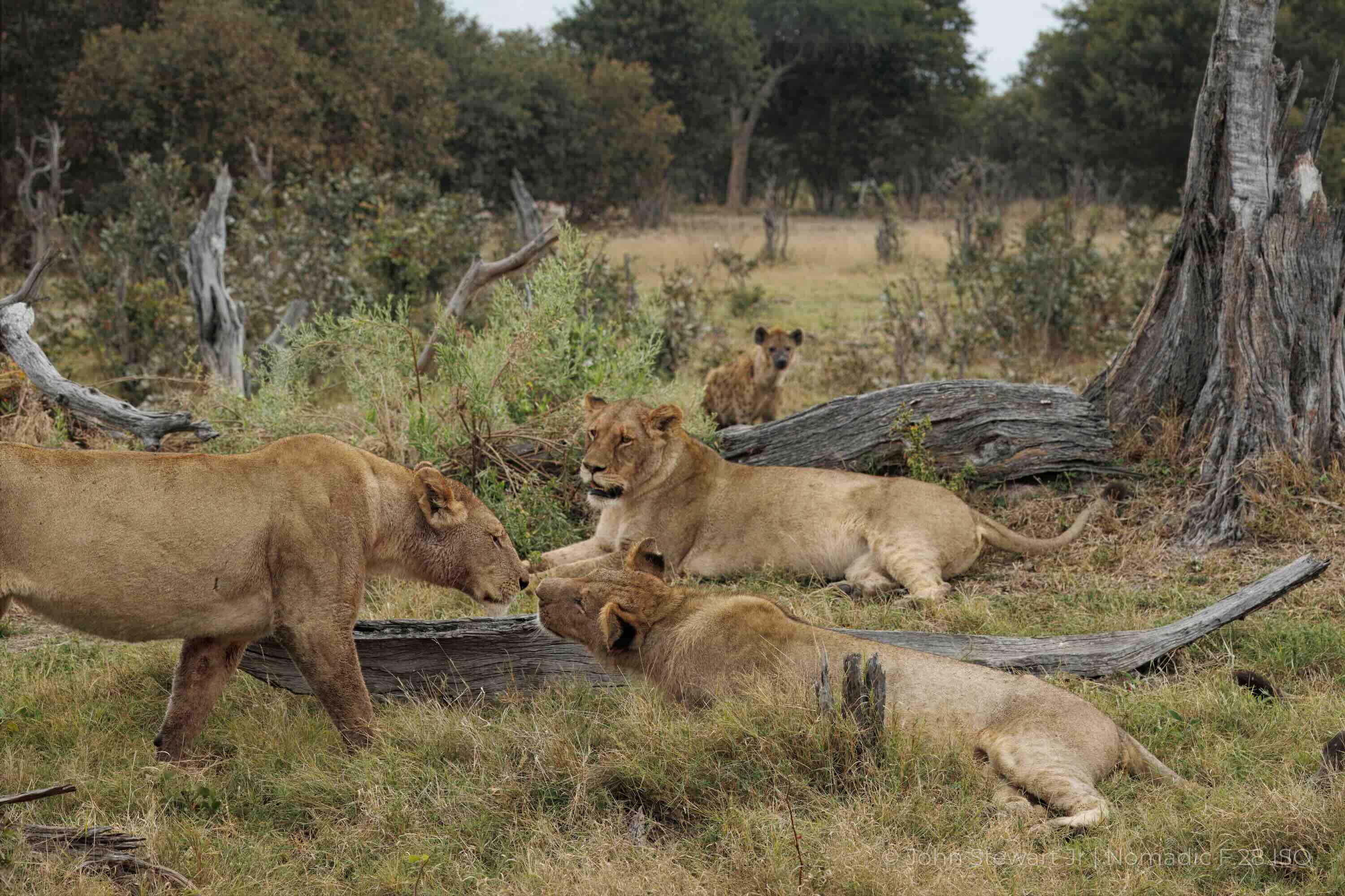 Outside the Circle — Lion pride and hyena, Vumbura, Okavango Delta, Botswana 2026