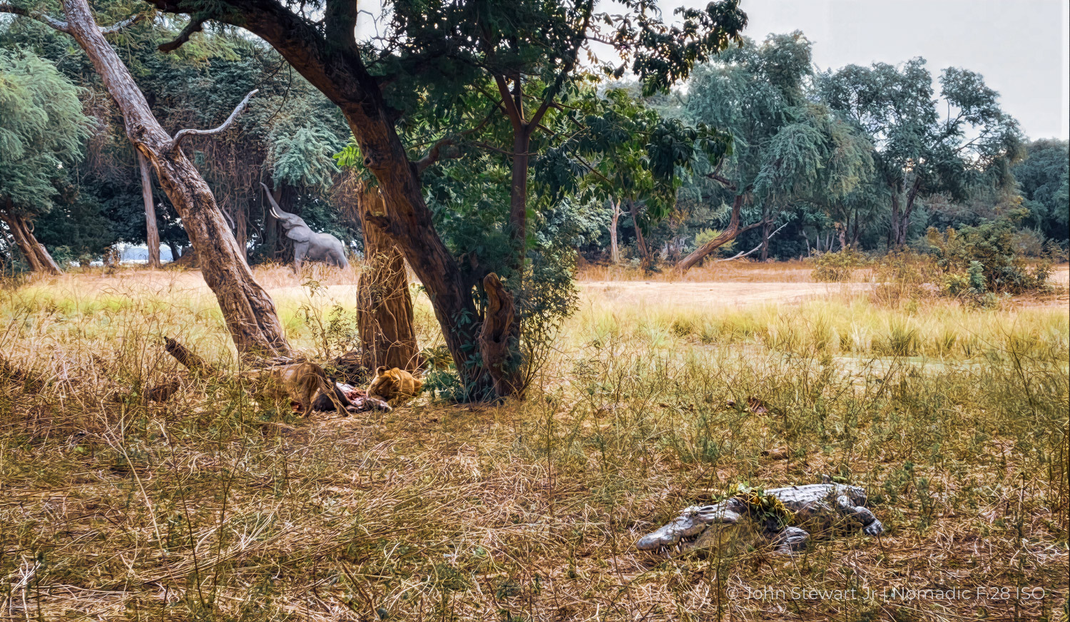 Three Kings — South Luangwa, Zambia 2022