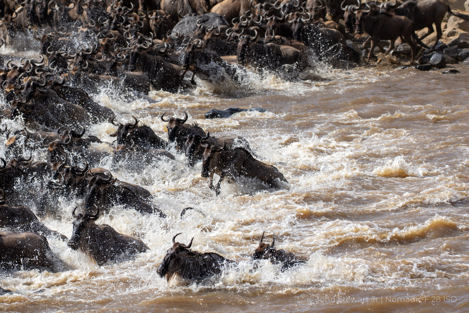 The Mara River Crossing — Kenya 2015