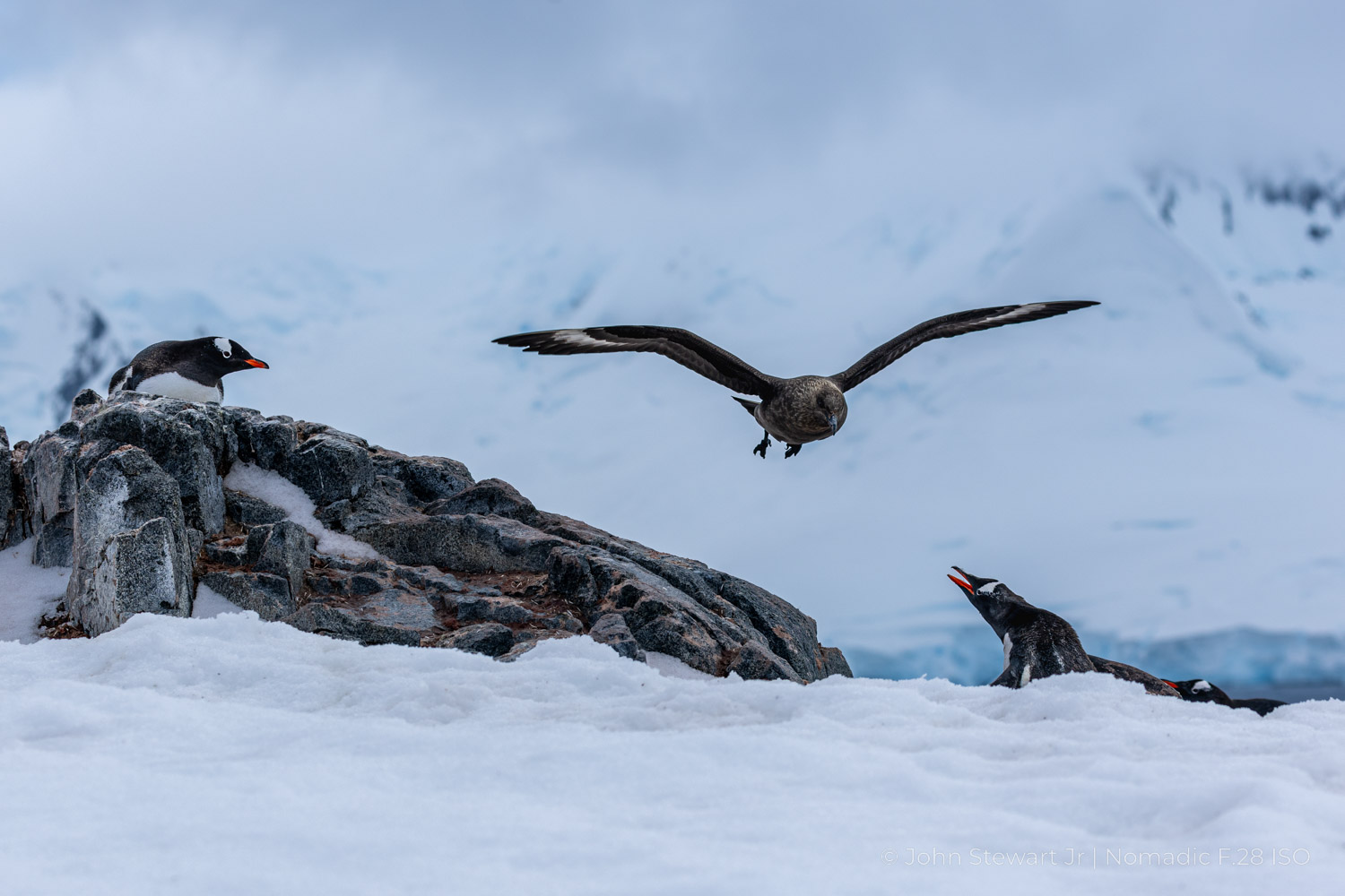 A skua in flight over gentoo penguins on a rocky colony — Wiencke Island, Antarctica 2025