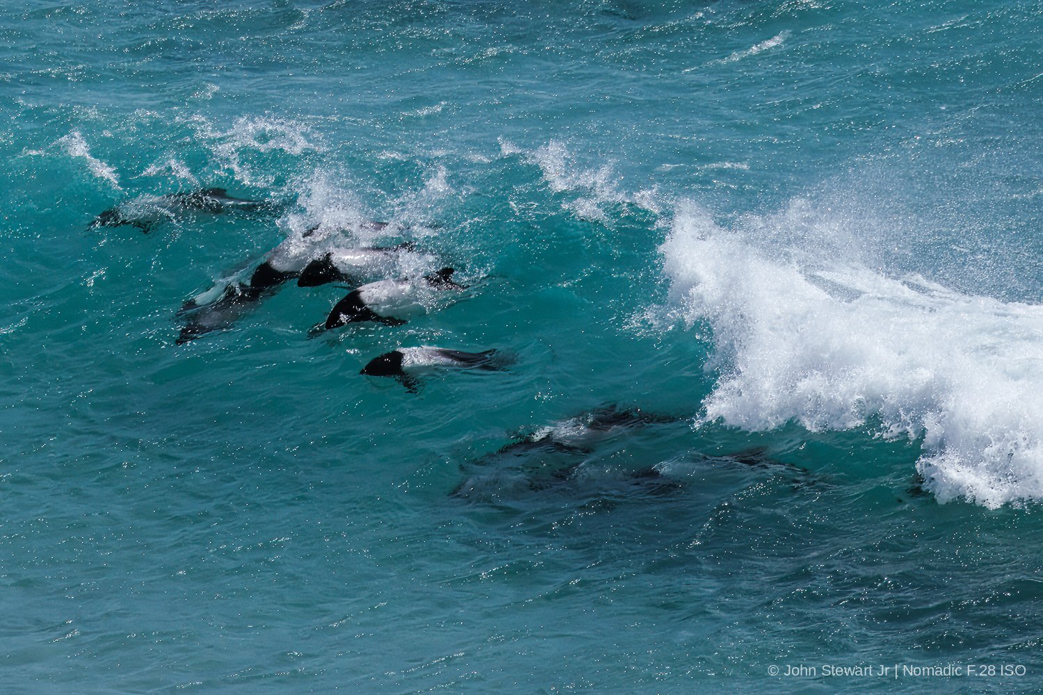 Commerson's dolphins riding the face of a breaking wave — Carcass Island, Falkland Islands 2025