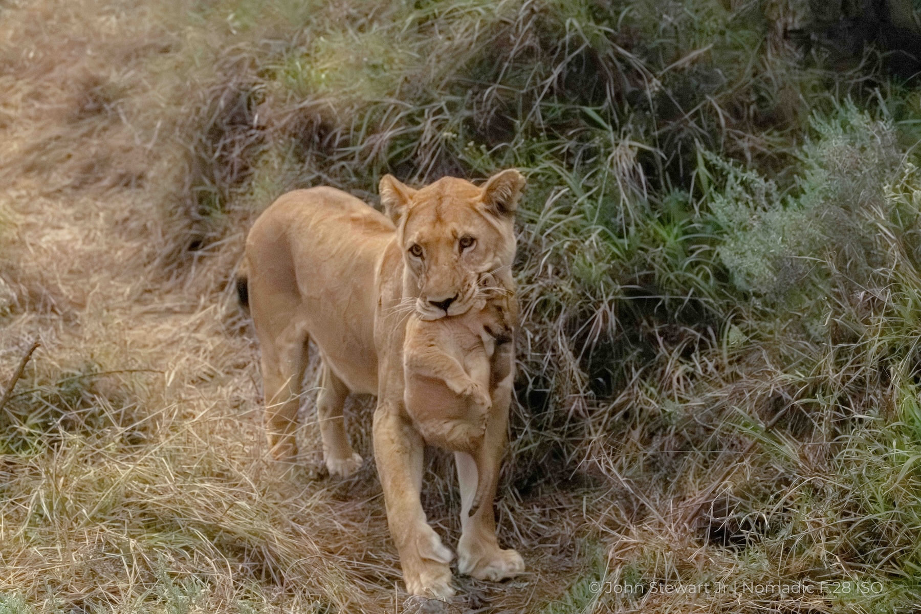Lioness facing camera with cub held in her mouth — Tau Pan, Botswana 2026