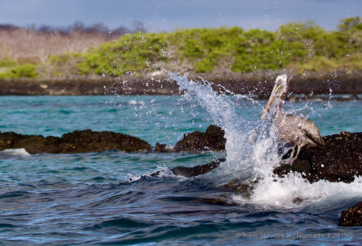 Brown pelican on a lava rock as a wave breaks over it — Darwin Bay, Genovesa, Galápagos 2025