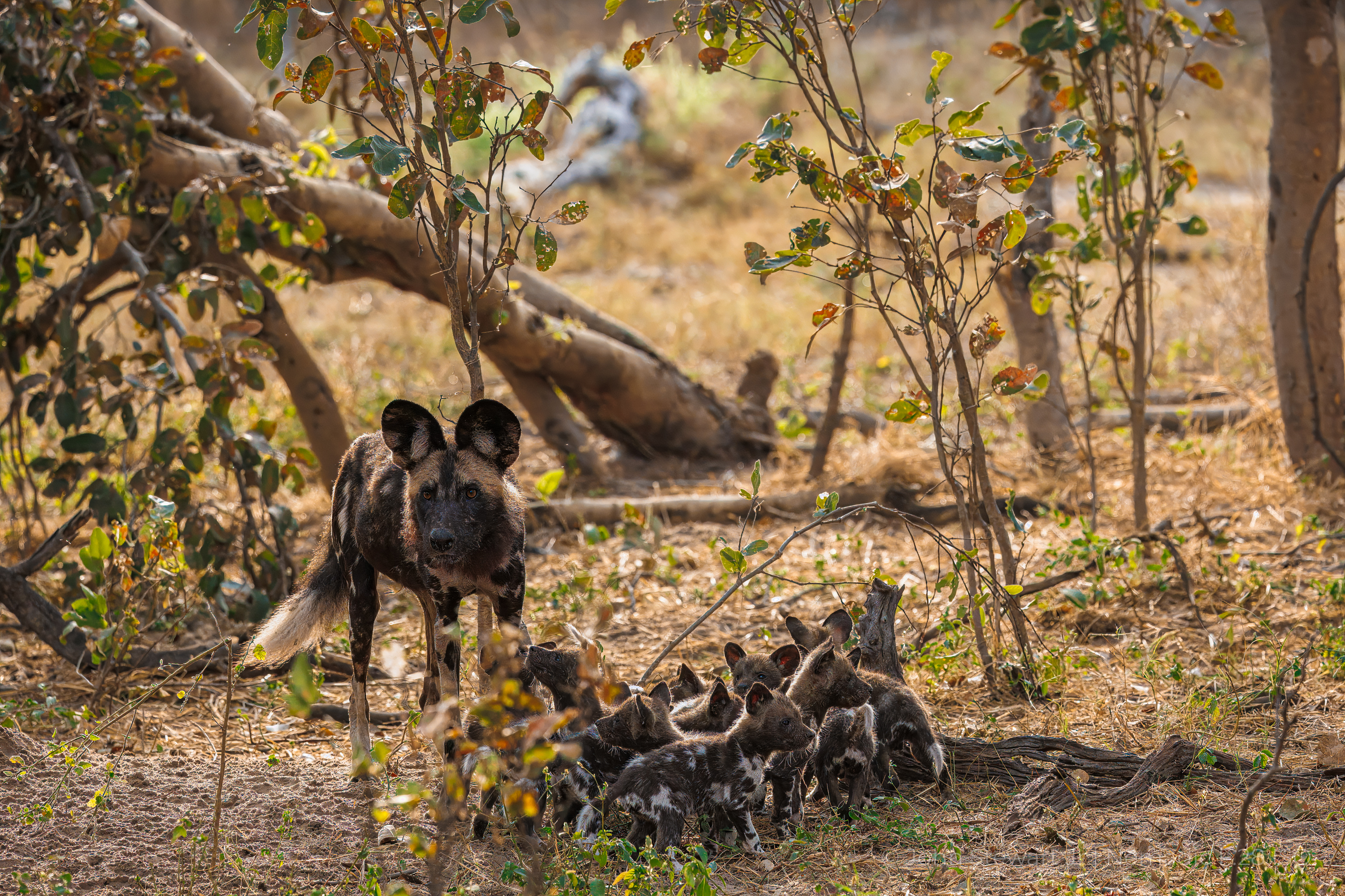 Wild dog guardian with pups at den — Okavango Delta, Botswana 2026
