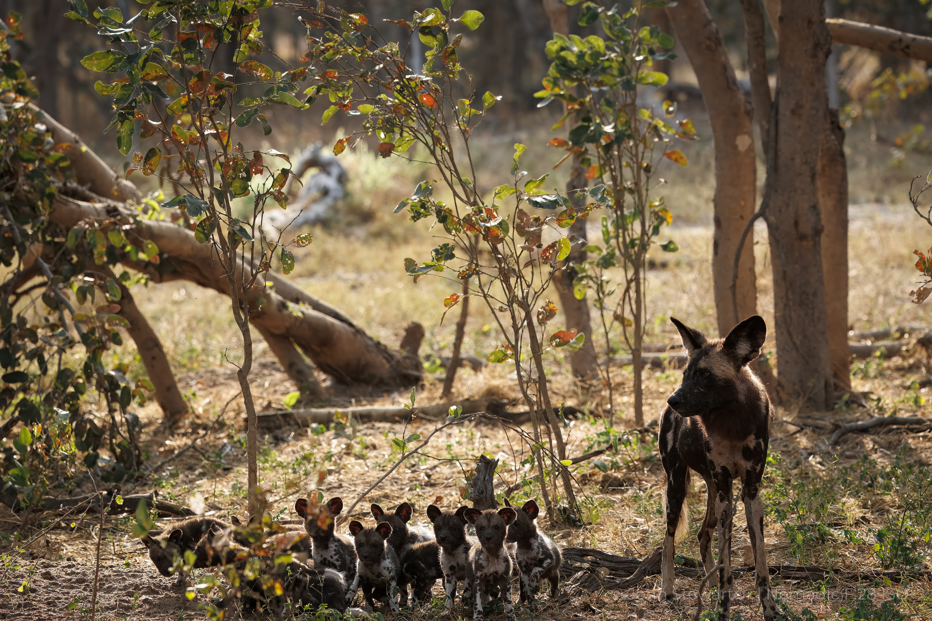 Wild dog adult with pups lined up watching — Okavango Delta, Botswana 2026