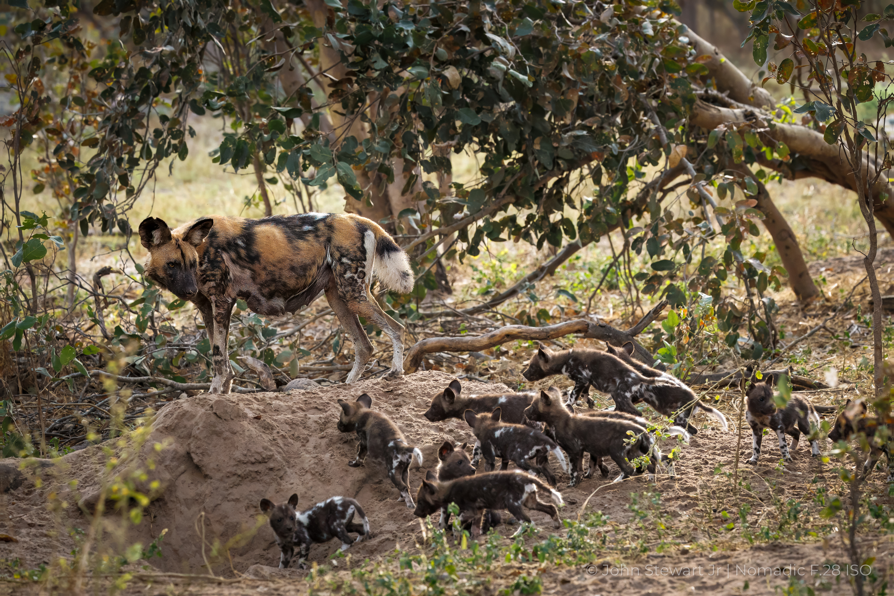 Wild dog on den mound with pups — Okavango Delta, Botswana 2026