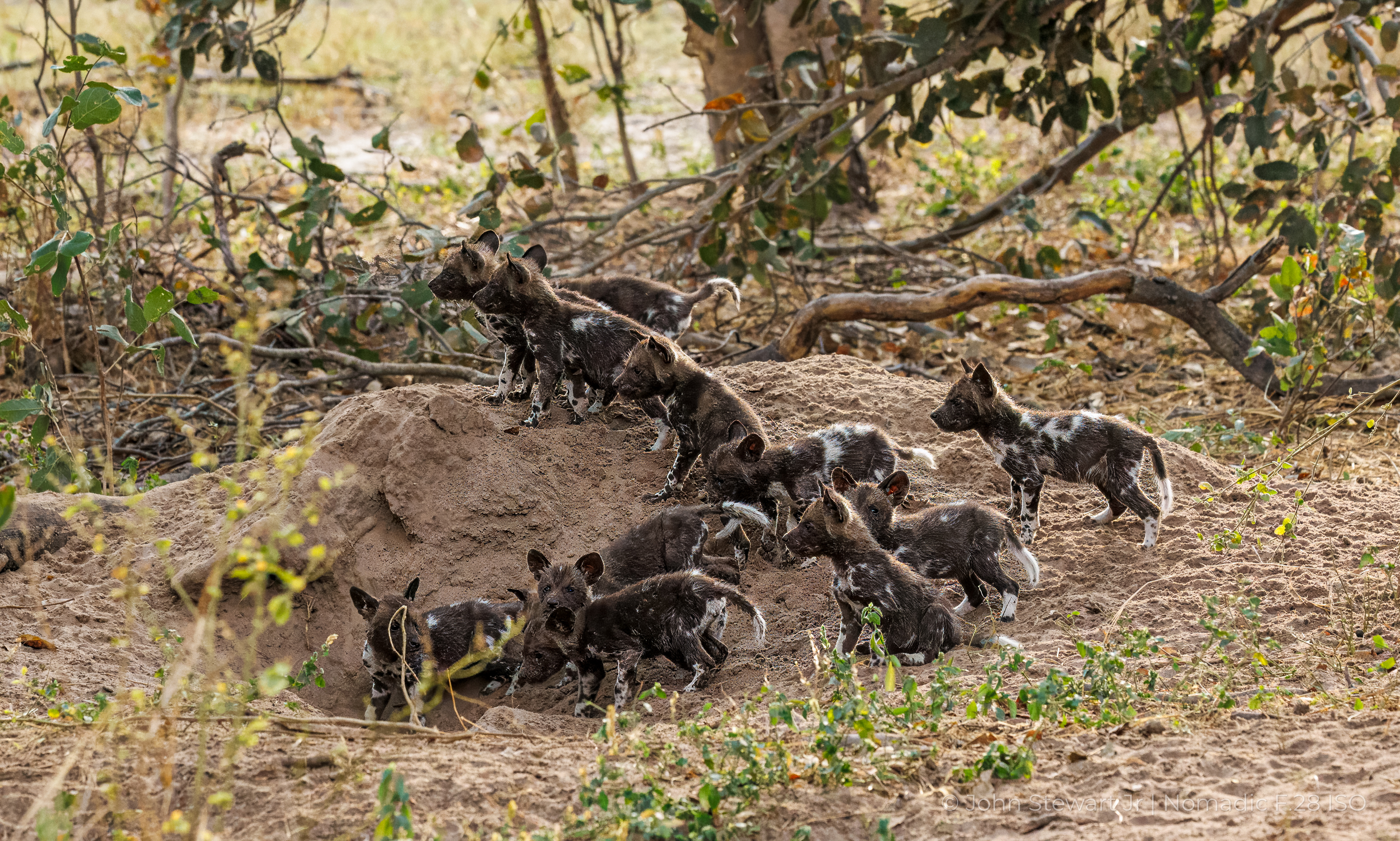 Wild dog pups scrambling over den mound — Okavango Delta, Botswana 2026