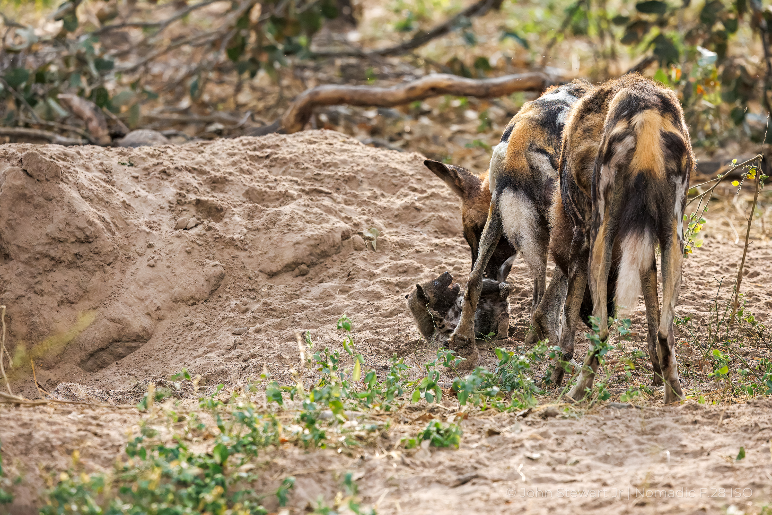 Wild dog adult nuzzling pup at den entrance — Okavango Delta, Botswana 2026