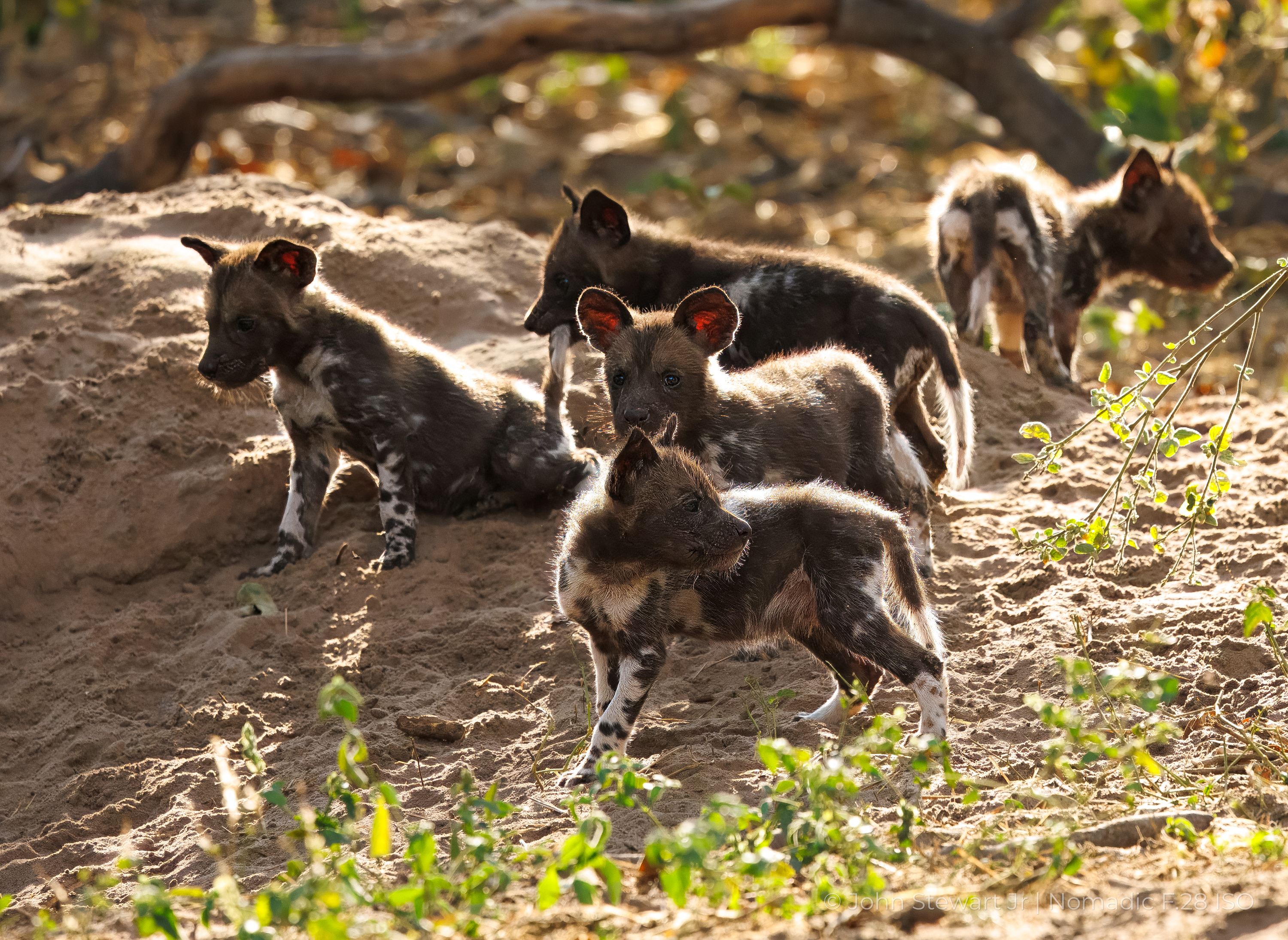 Wild dog pups playing in golden light — Okavango Delta, Botswana 2026
