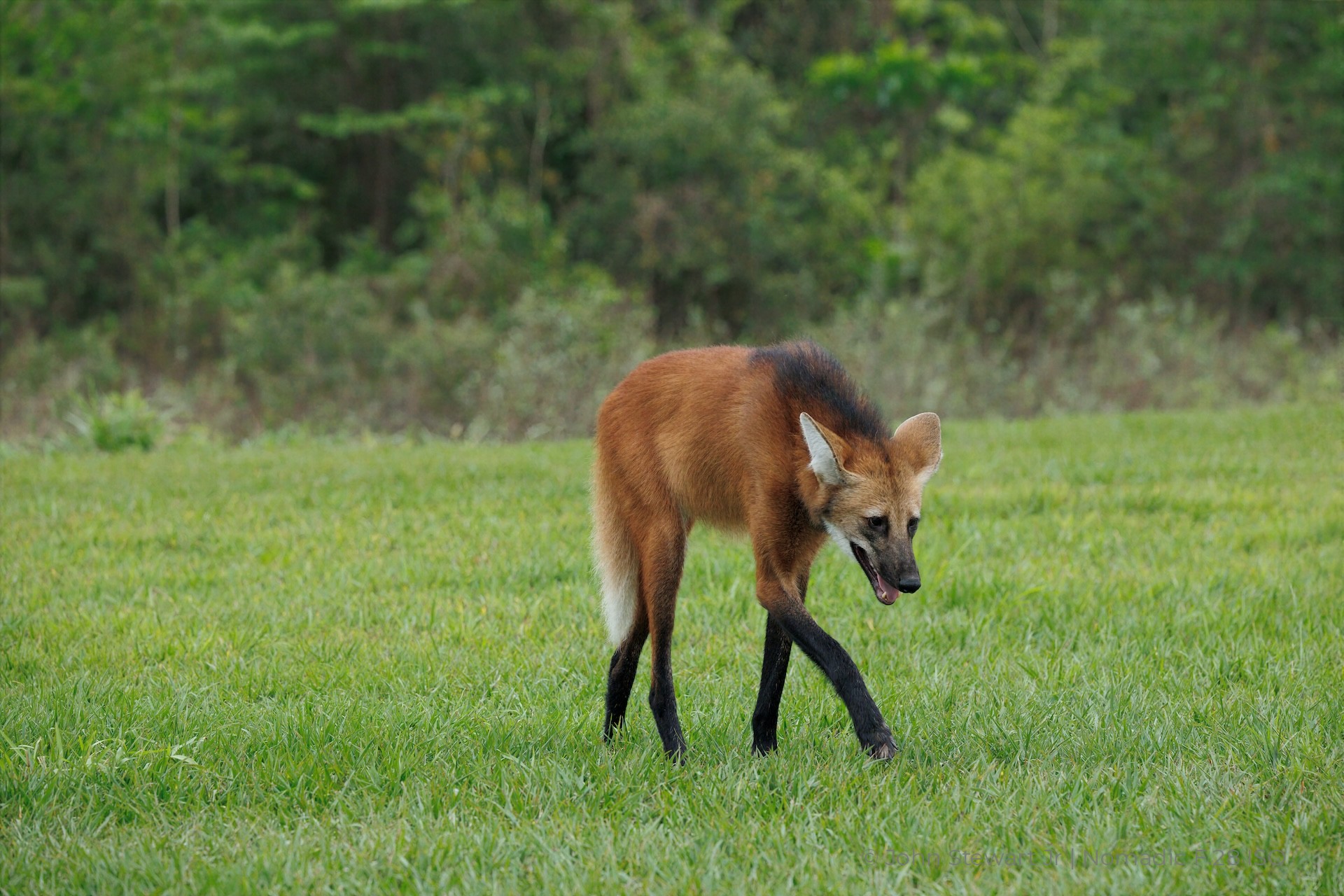Maned wolf walking across the grass, long black legs crossing mid-stride — Pantanal, Brazil 2026