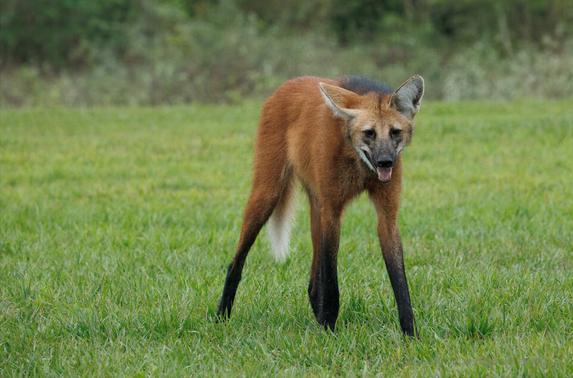 Maned wolf facing the camera, legs apart, tongue out — Pantanal, Brazil 2026
