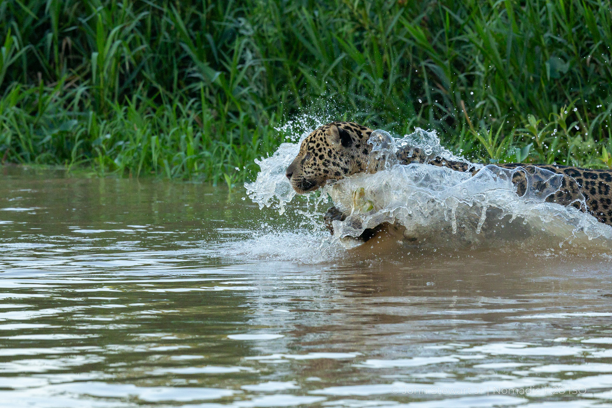 Jaguar surging through the river, water curling around its head and shoulders — Pantanal, Brazil 2026