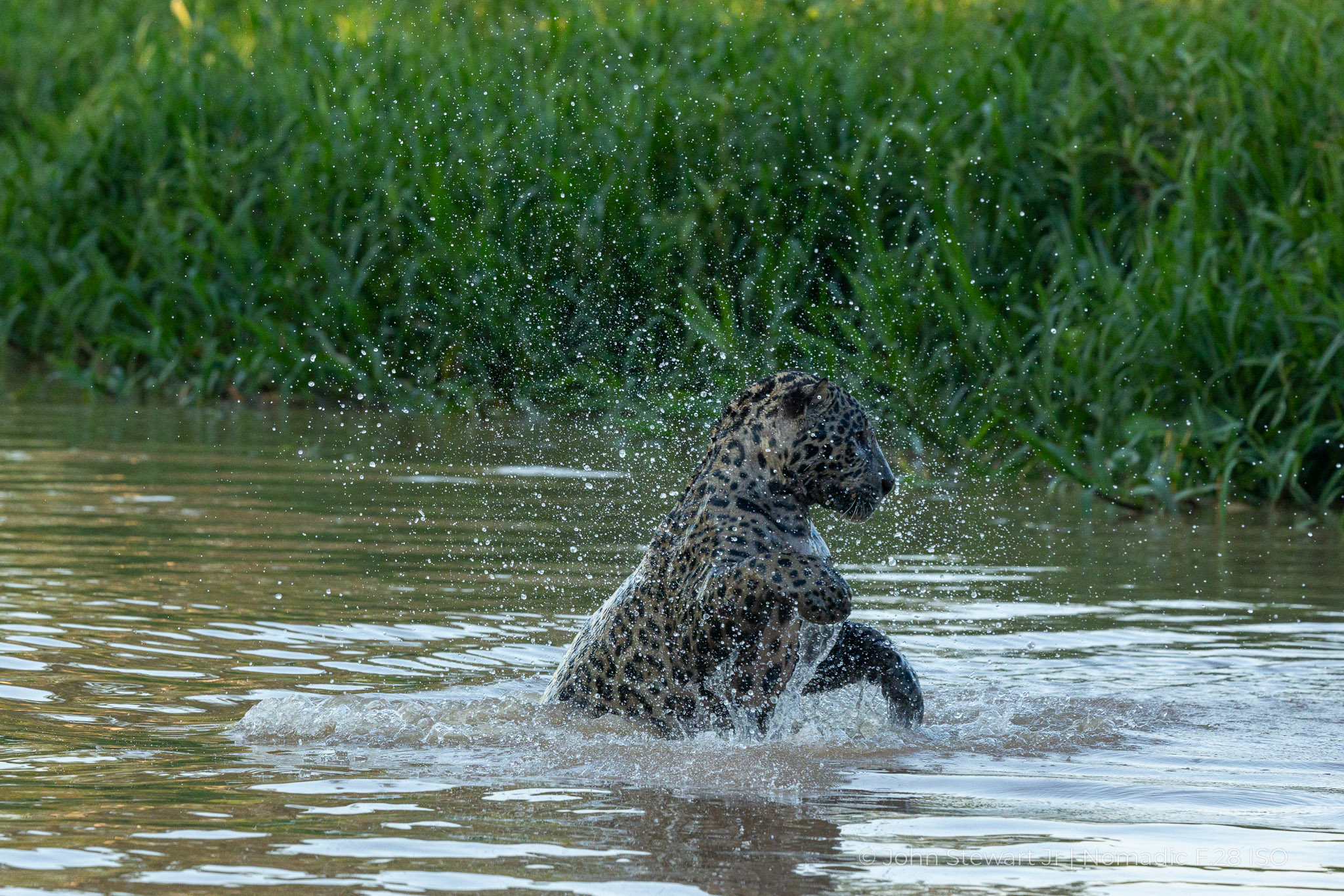 Jaguar rising from the water in a cloud of droplets — Pantanal, Brazil 2026