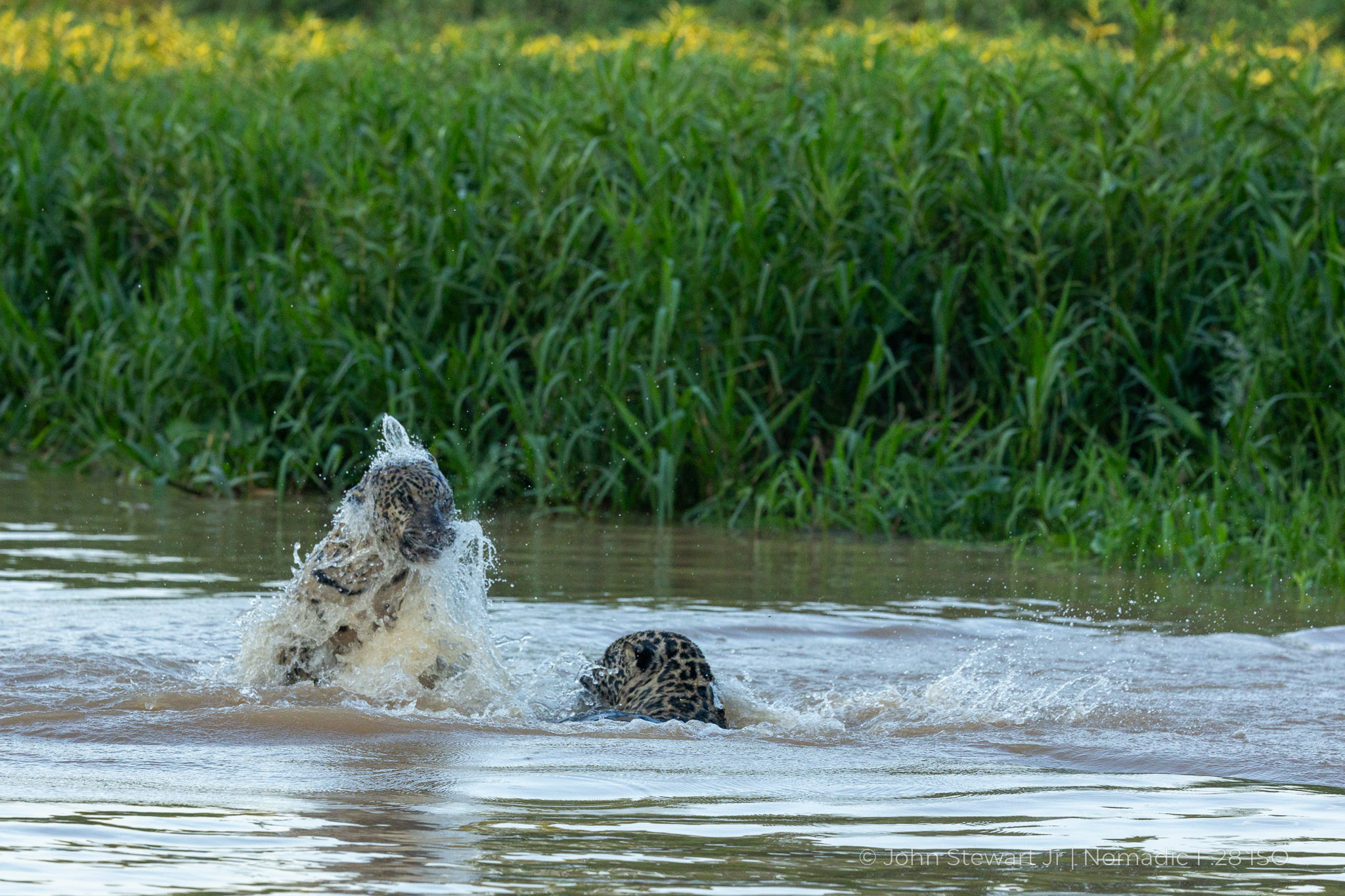 Jaguar twisting its head, a cap of water beginning to form around its face — Pantanal, Brazil 2026
