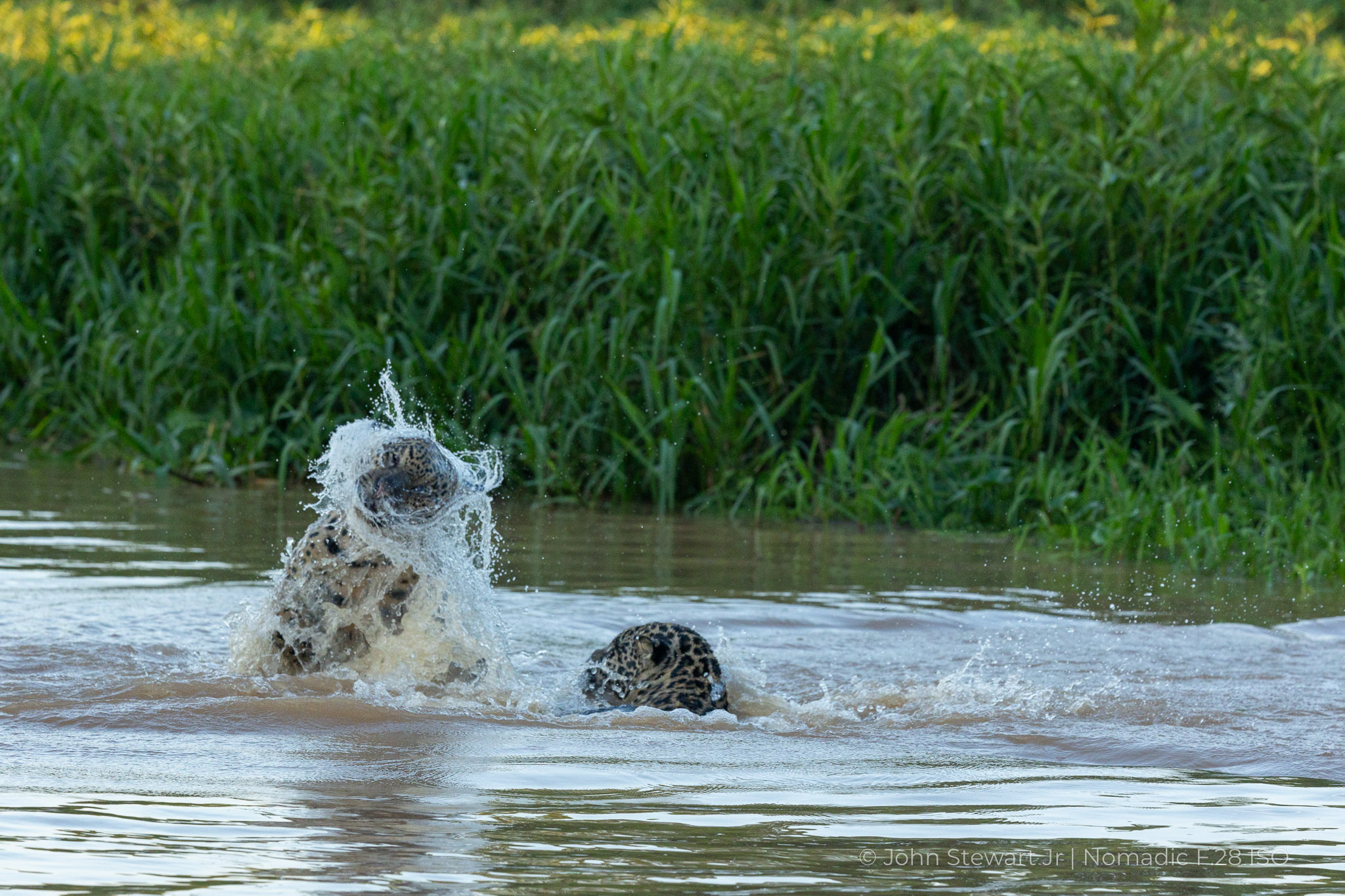 The twist of water at its fullest, wrapped around the jaguar's head — Pantanal, Brazil 2026