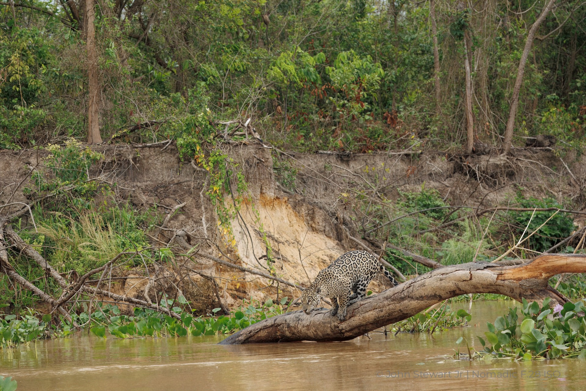 Jaguar gathering at the water end of the tree — Pantanal, Brazil 2026