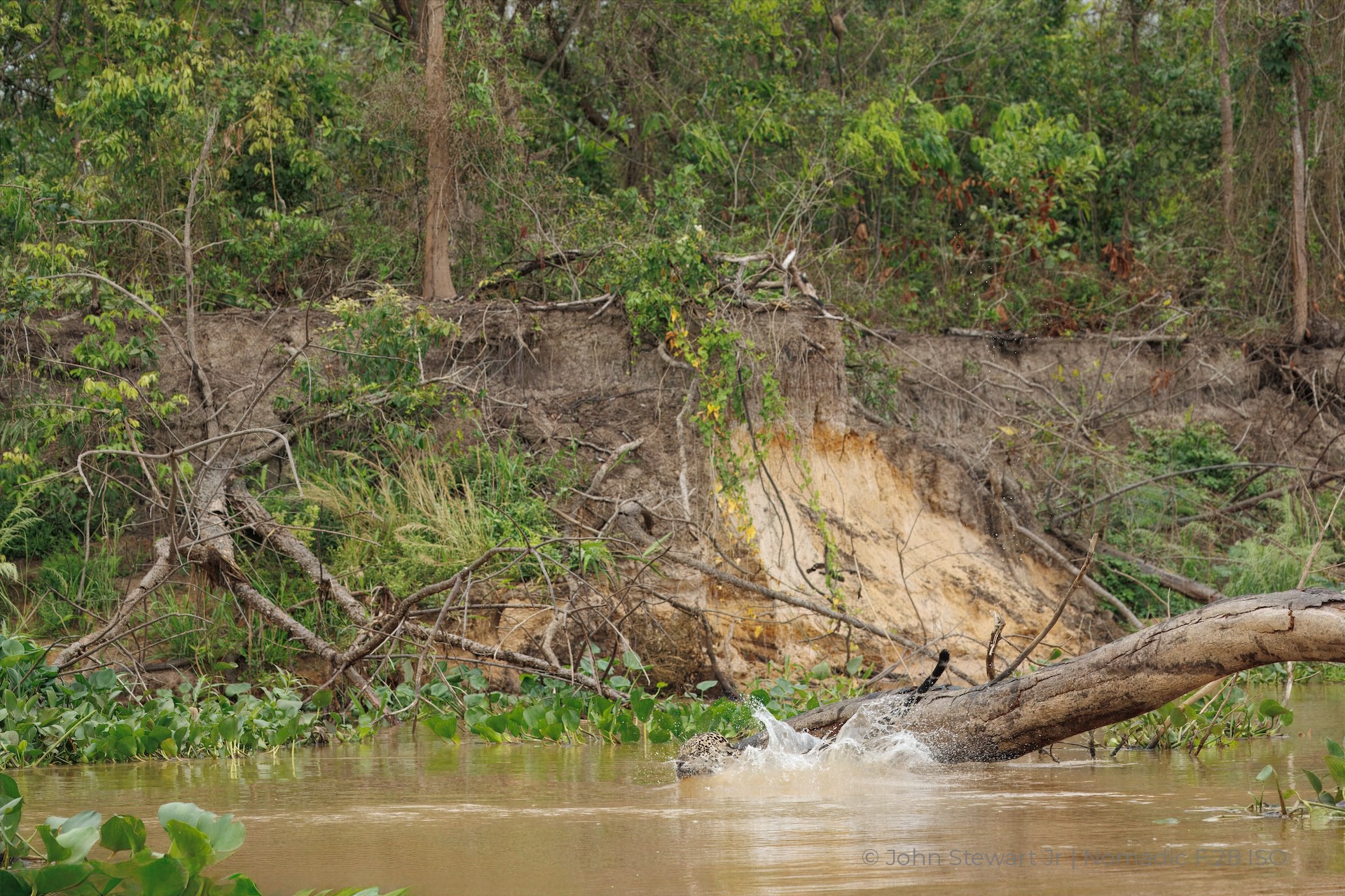 Jaguar and the splash as she meets the river — Pantanal, Brazil 2026