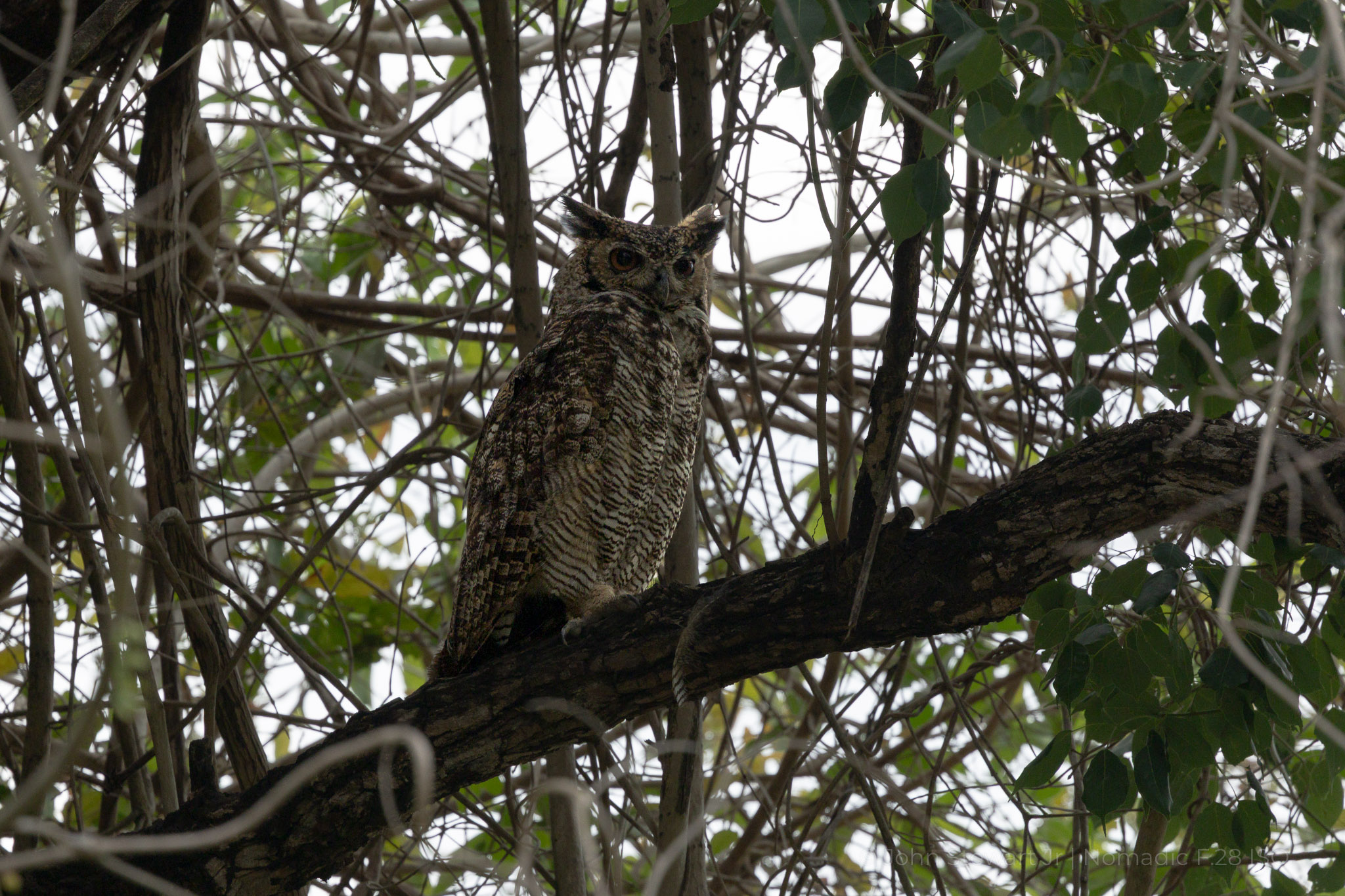 Great Horned Owl, perched and watching — Pantanal, Brazil 2026