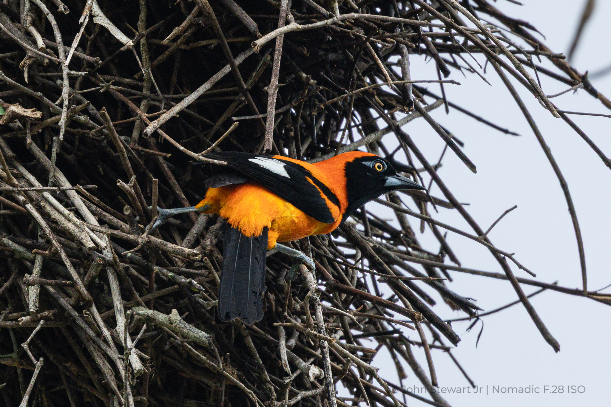 Orange-backed Troupial at its woven nest — Pantanal, Brazil 2026