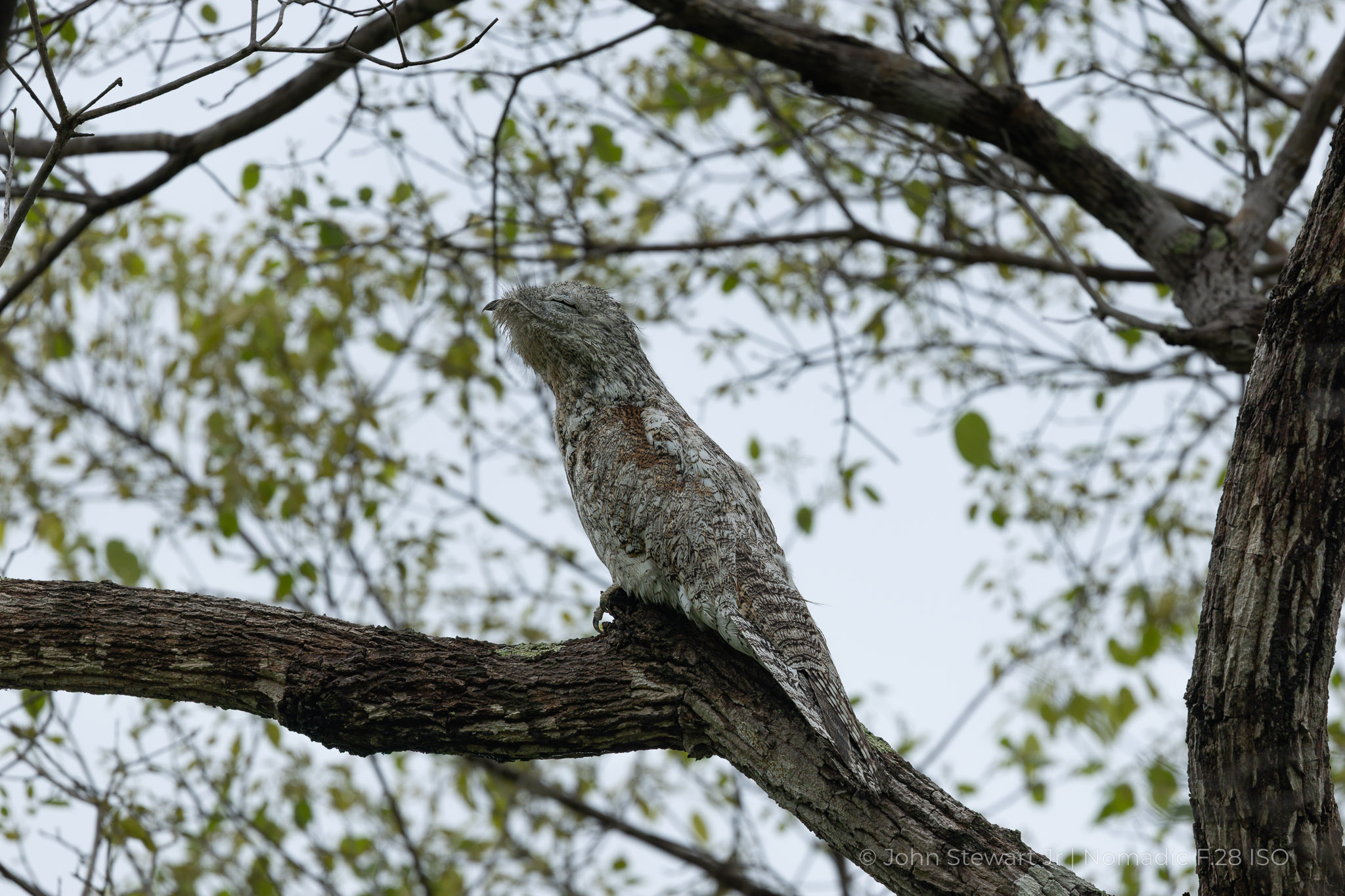 Great Potoo, disguised as a broken branch — Pantanal, Brazil 2026
