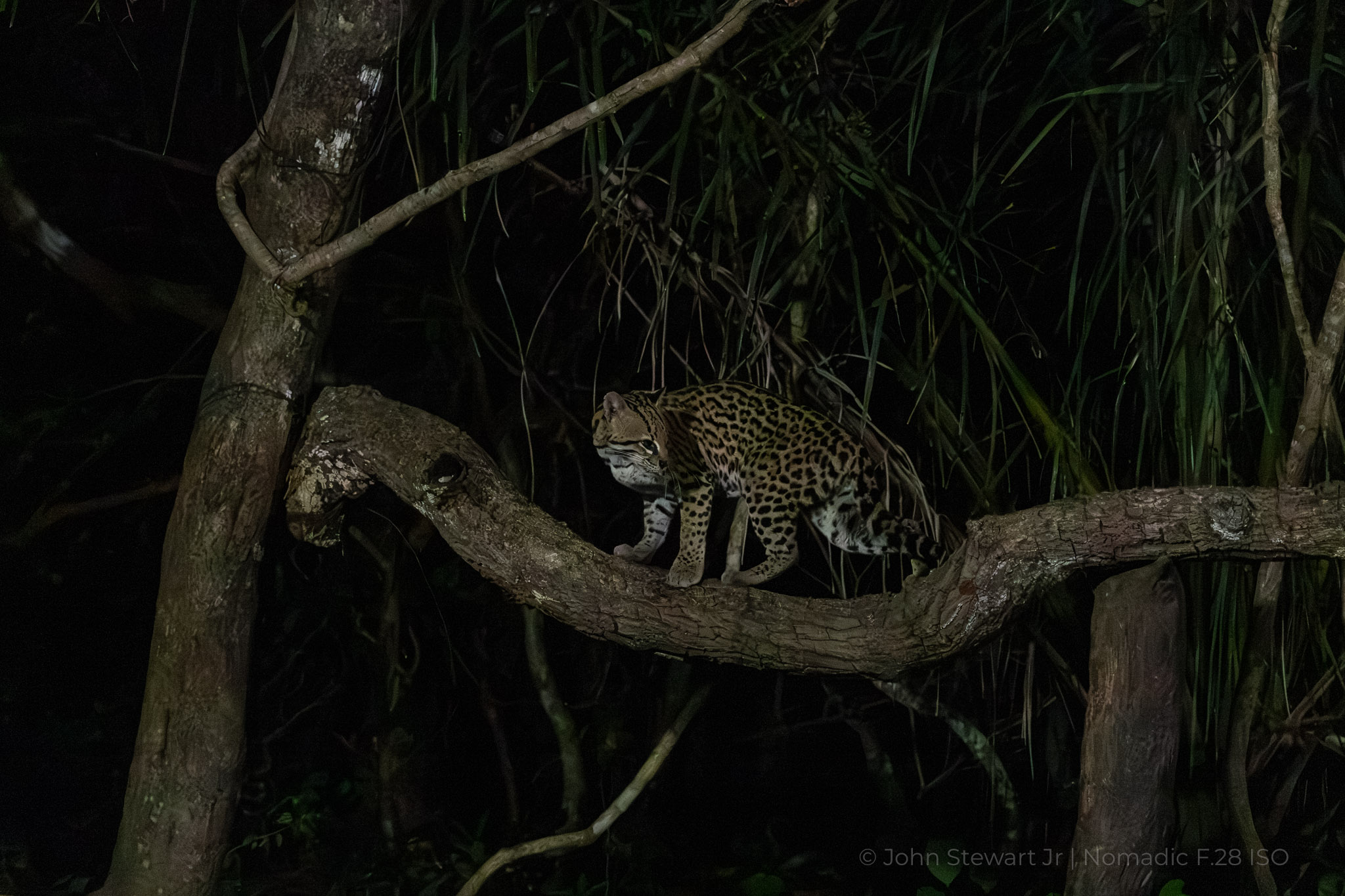 Ocelot moving along a branch at night — Pantanal, Brazil 2026