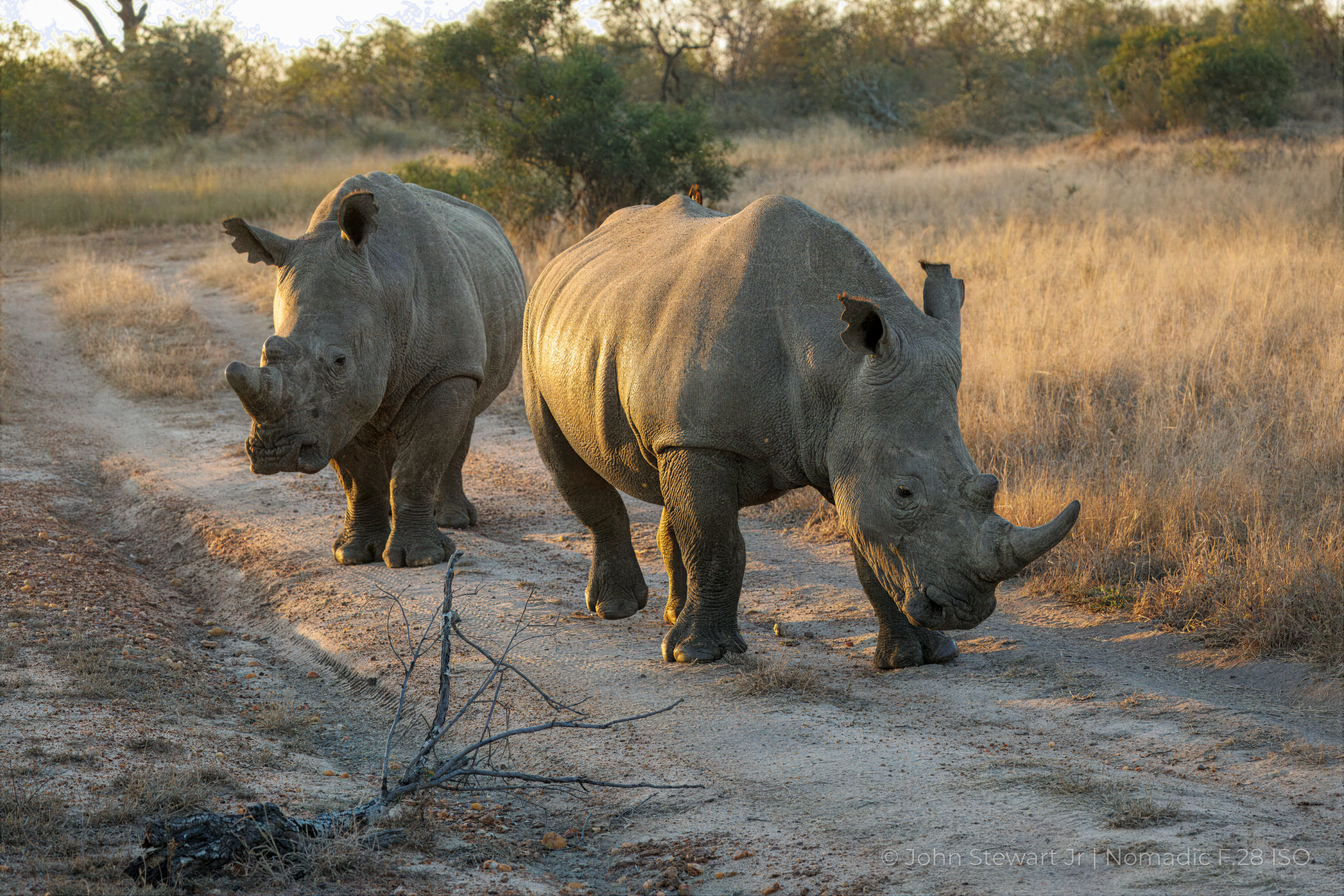 Two white rhinos walking toward the camera down a sandy track — Timbavati, South Africa 2026
