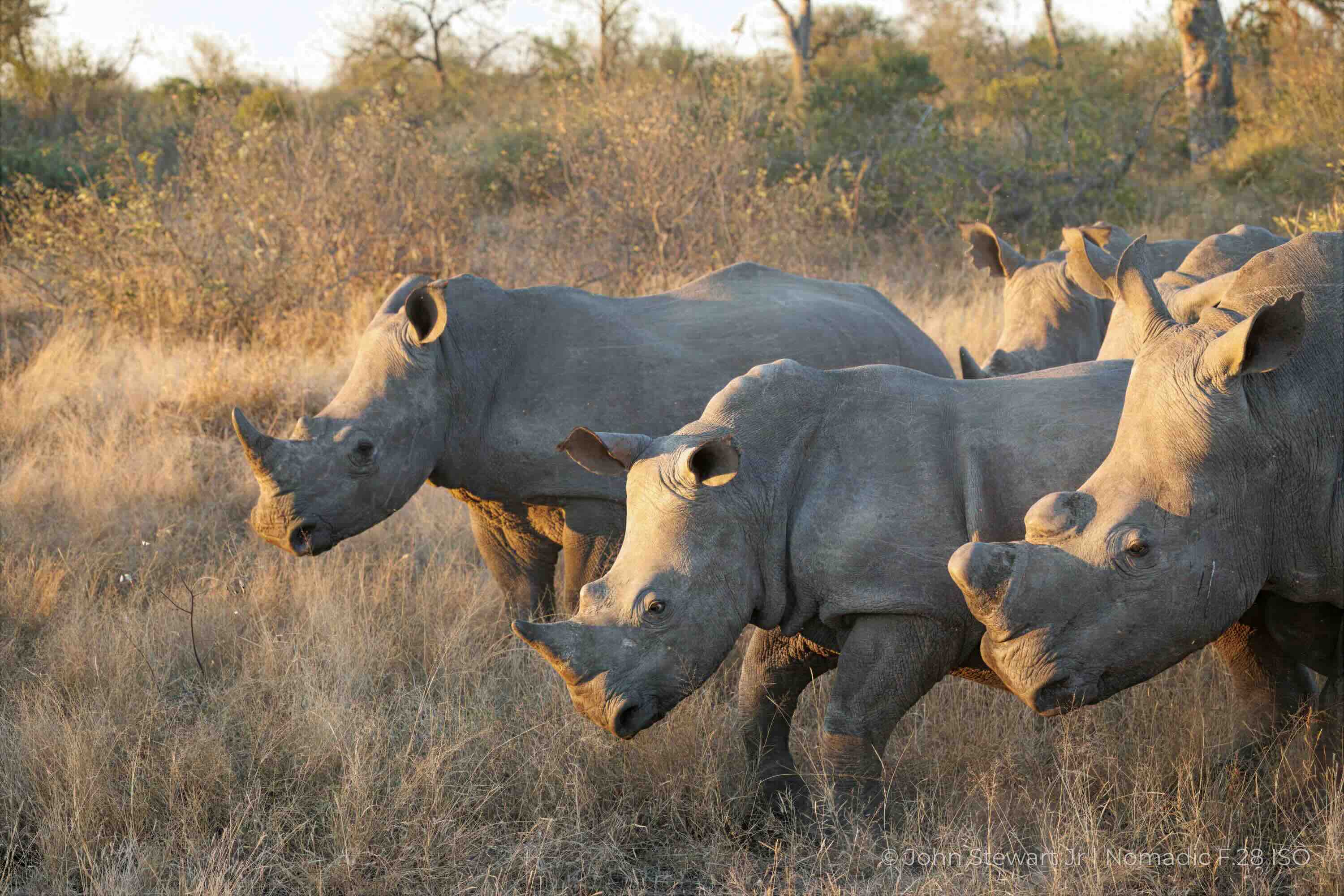 A group of white rhinos in close profile — Timbavati, South Africa 2026