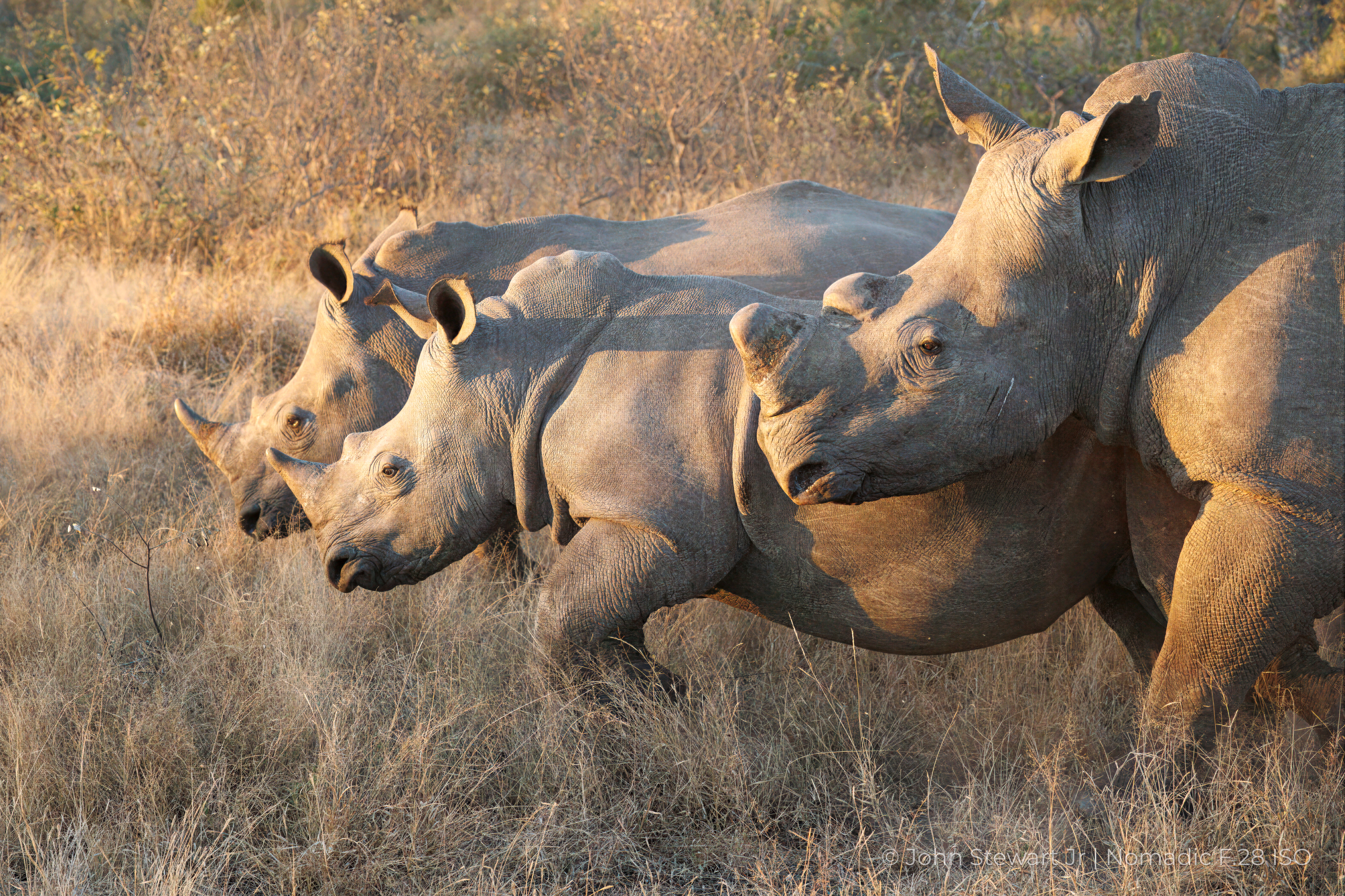 Three white rhinos shoulder to shoulder in golden grass — Timbavati, South Africa 2026