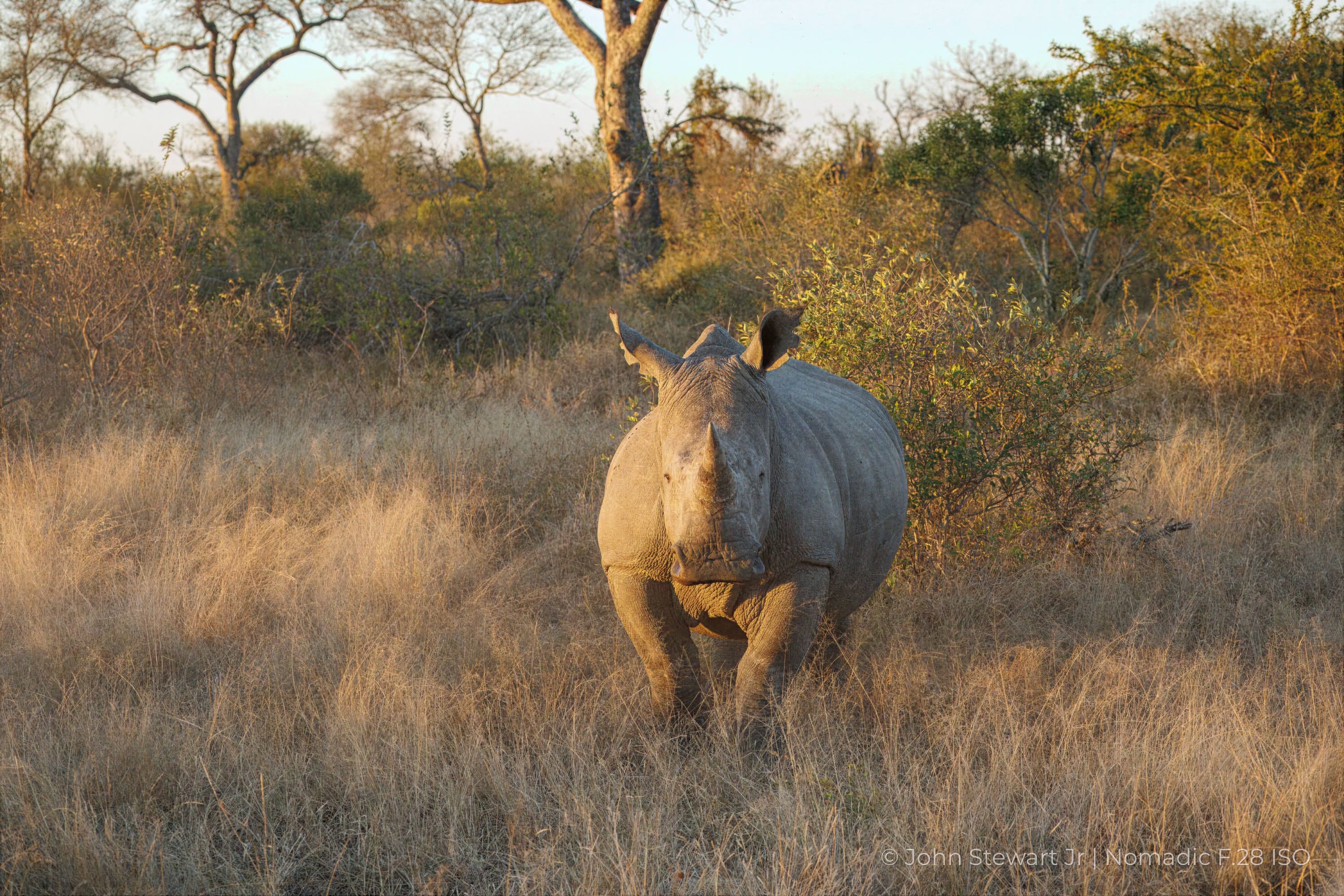 A white rhino facing the camera, ears forward — Timbavati, South Africa 2026