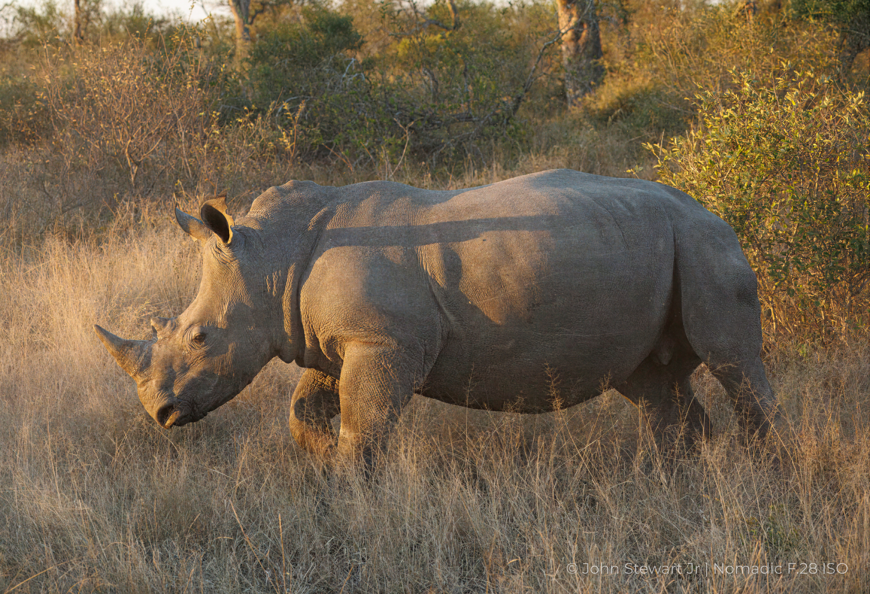 A large white rhino with its head low in the grass — Timbavati, South Africa 2026
