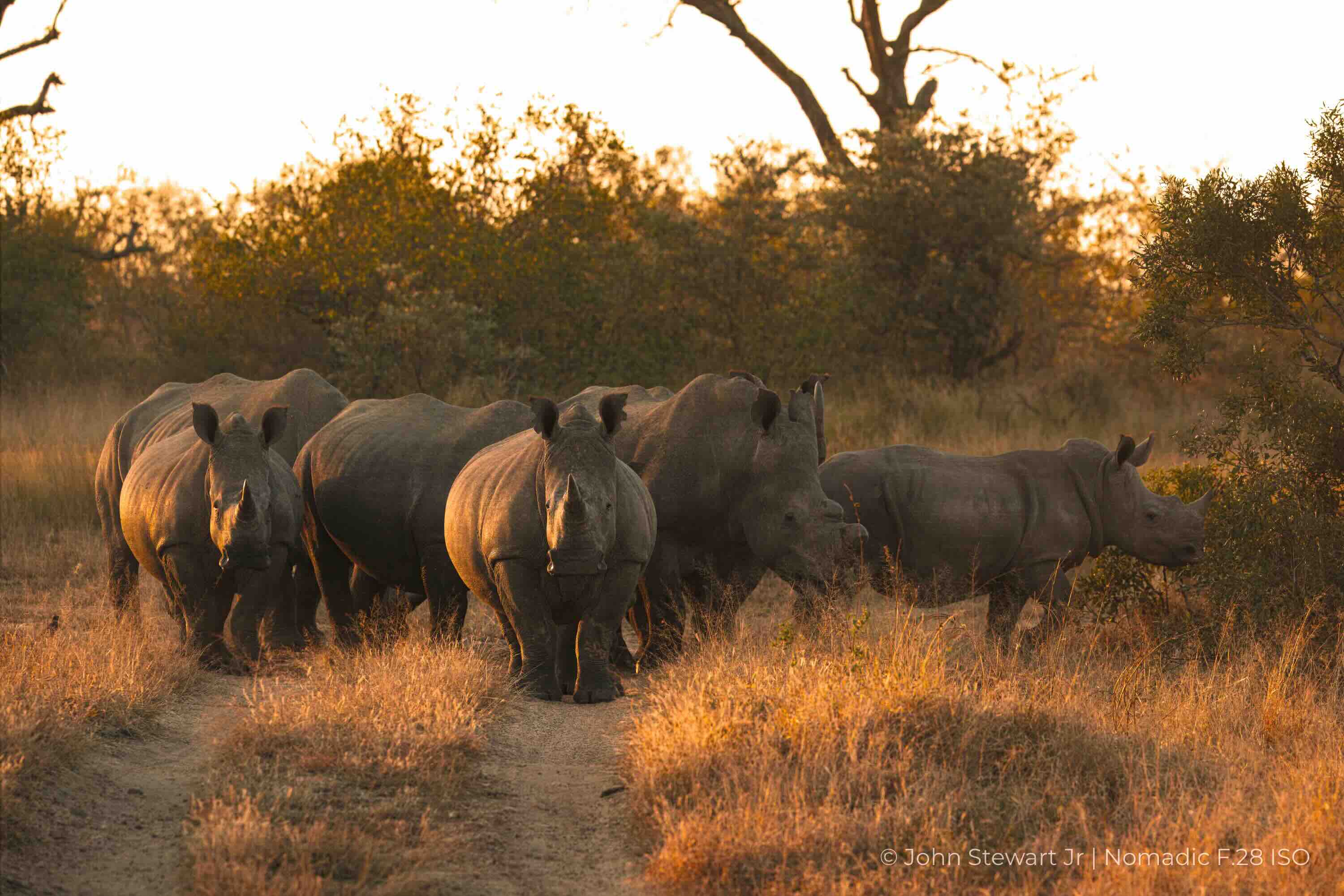 A group of white rhinos on a track at sunset, calf at right — Timbavati, South Africa 2026