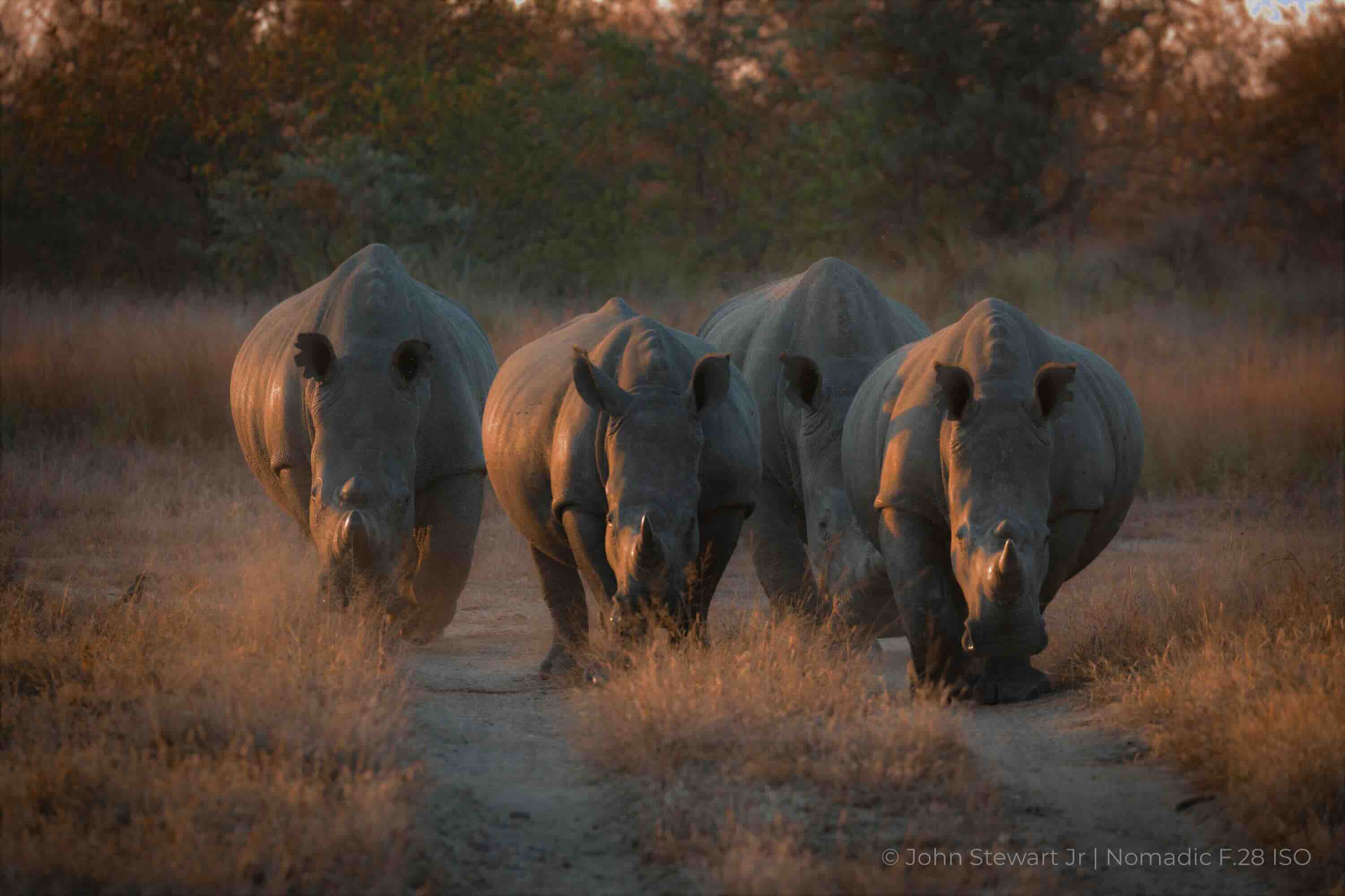Four white rhinos advancing head-on through dust and golden light — Timbavati, South Africa 2026