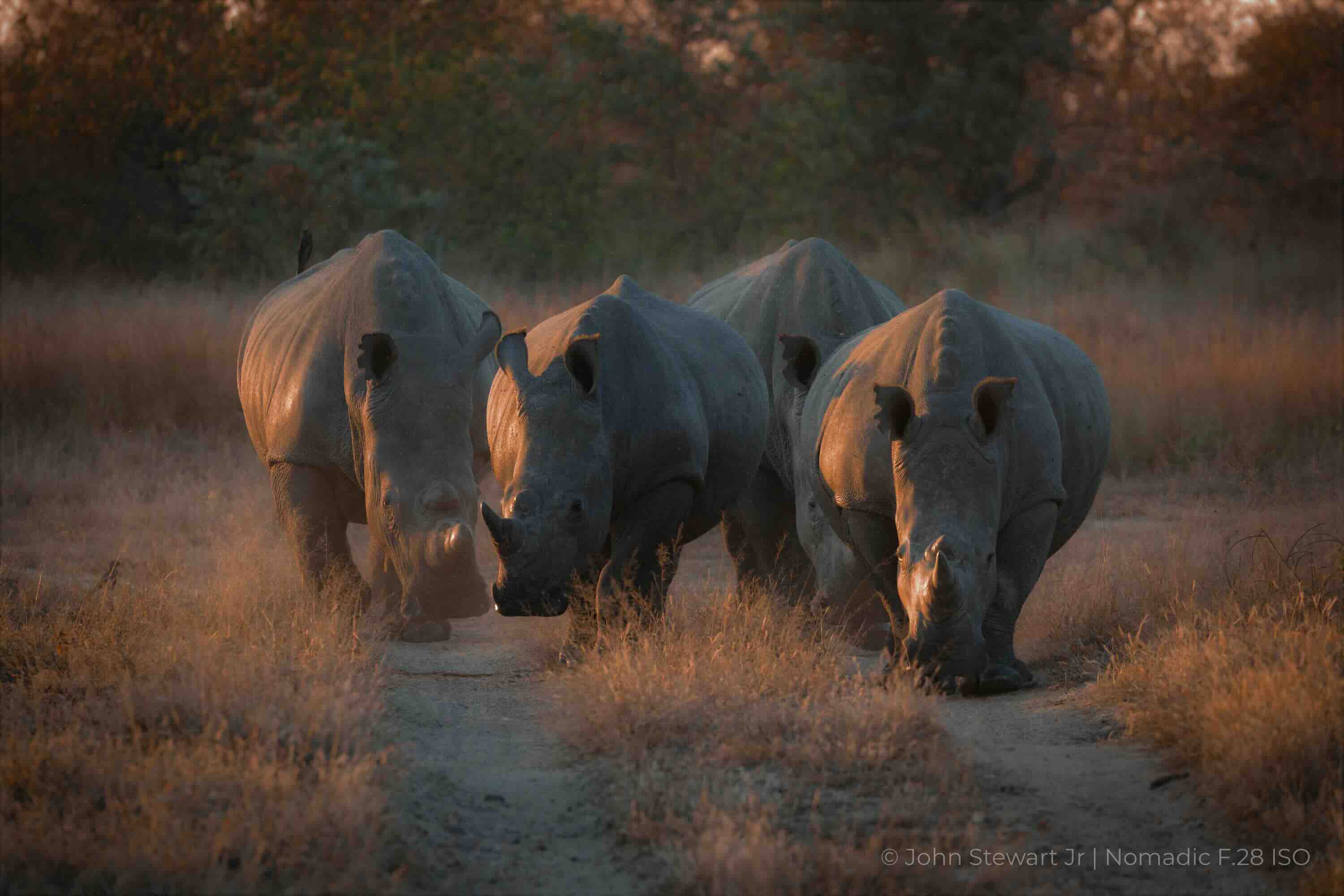 Four white rhinos advancing head-on, closer — Timbavati, South Africa 2026