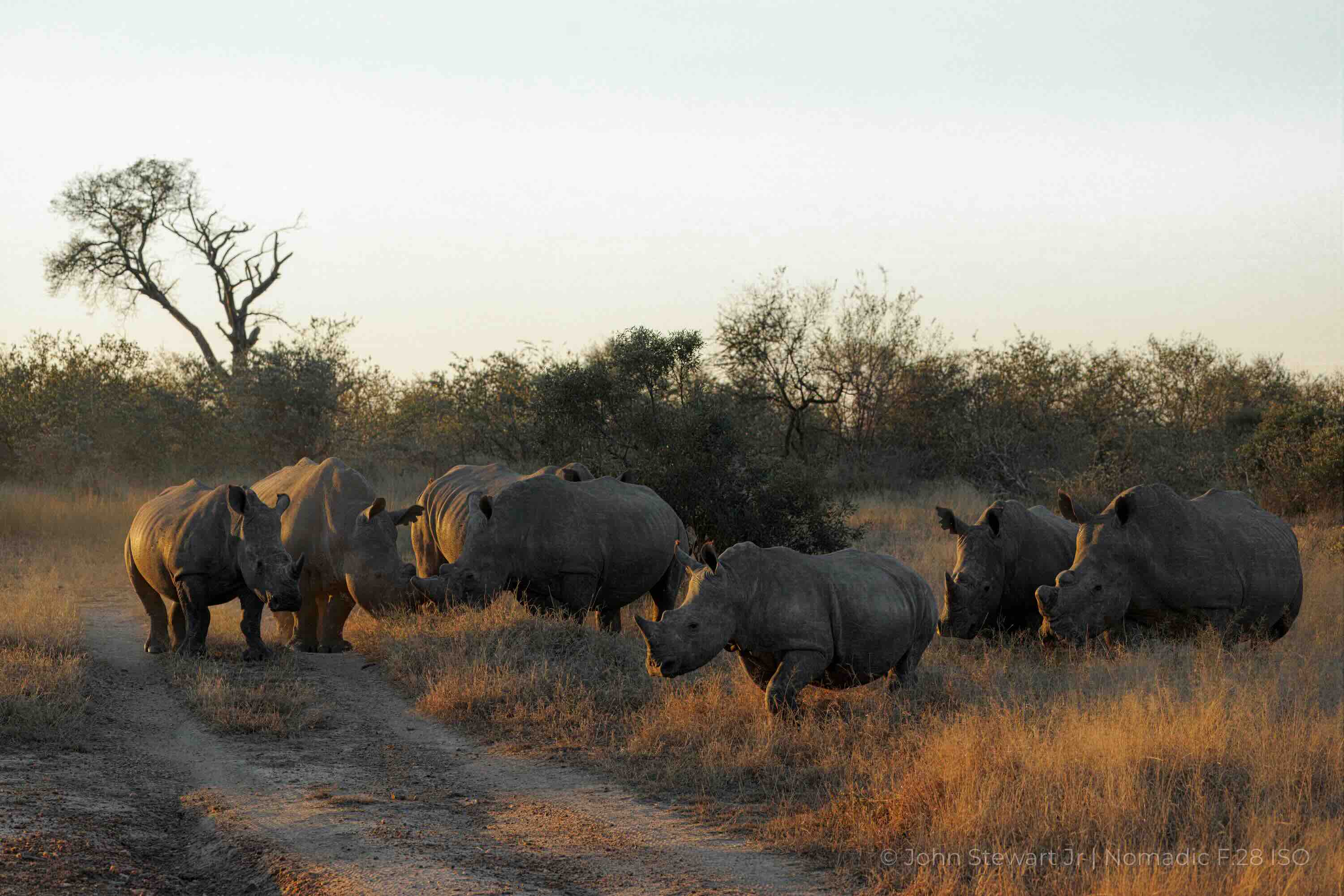 A wide view of the rhino group on the track with a calf and a bare tree — Timbavati, South Africa 2026
